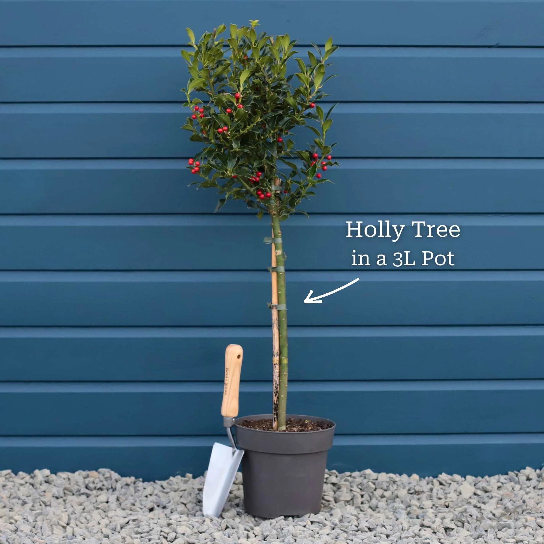 Patio Holly Tree Gift - Image 6
