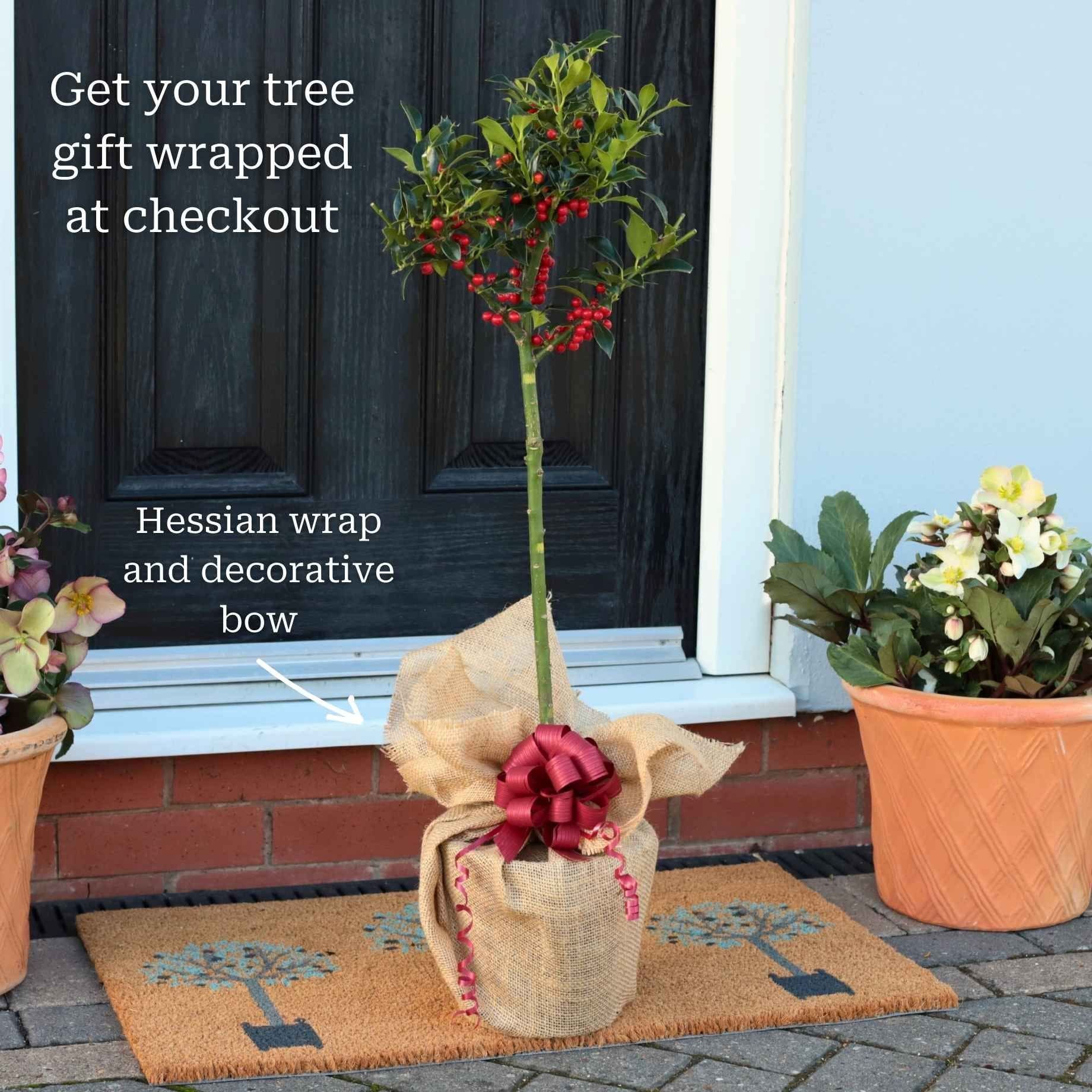Patio Holly Tree | Ilex aquifolium 'Alaska' - Image 2