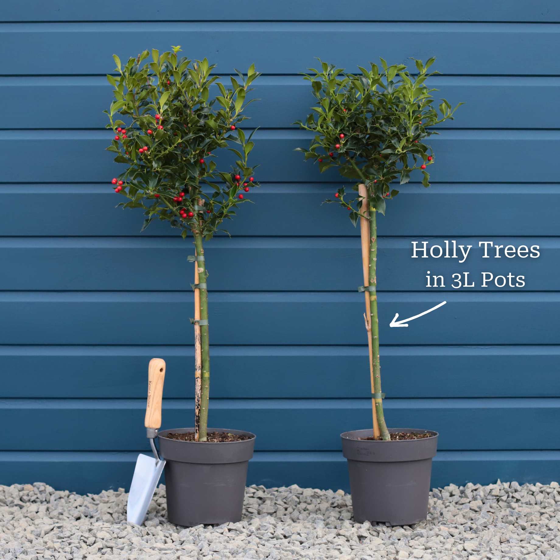 Patio Holly Tree | Ilex aquifolium 'Alaska' - Image 6
