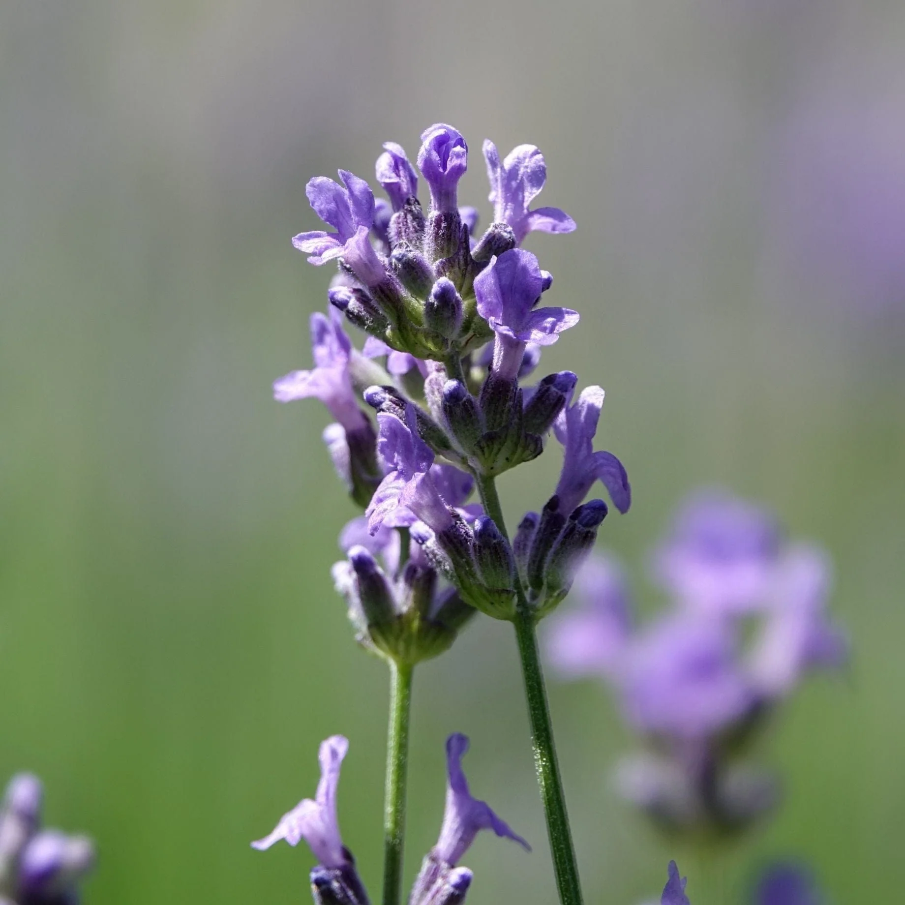 English Lavender Patio Tree | Lavendula 'Munstead' - Image 2