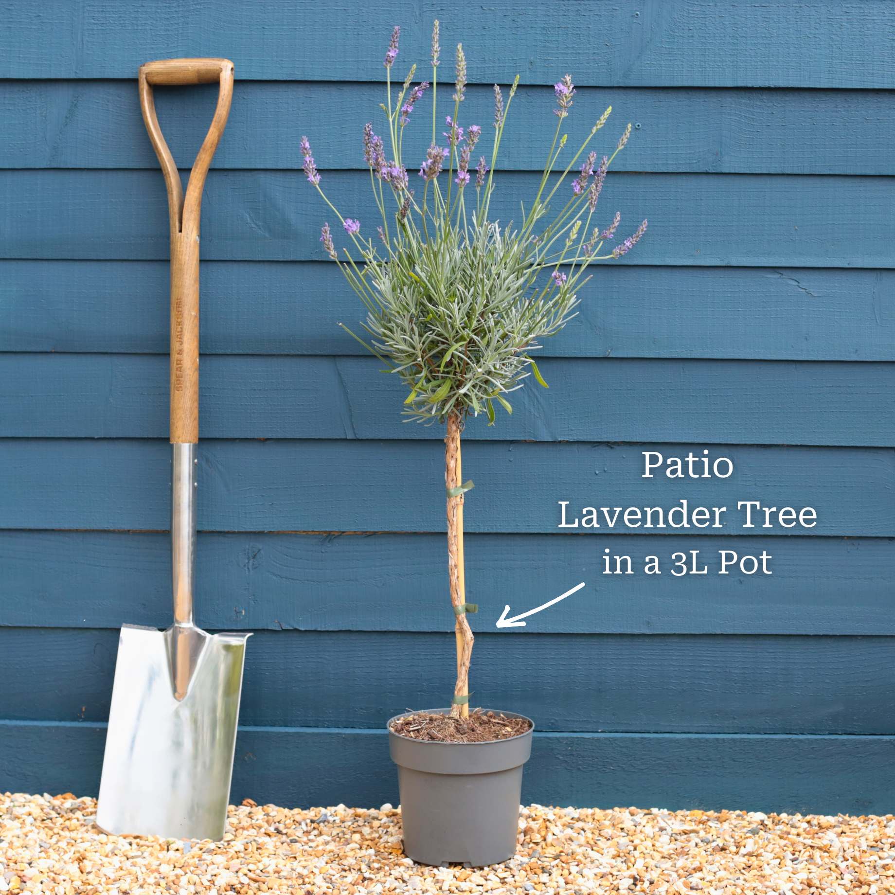 English Lavender Patio Tree | Lavendula 'Munstead' - Image 3