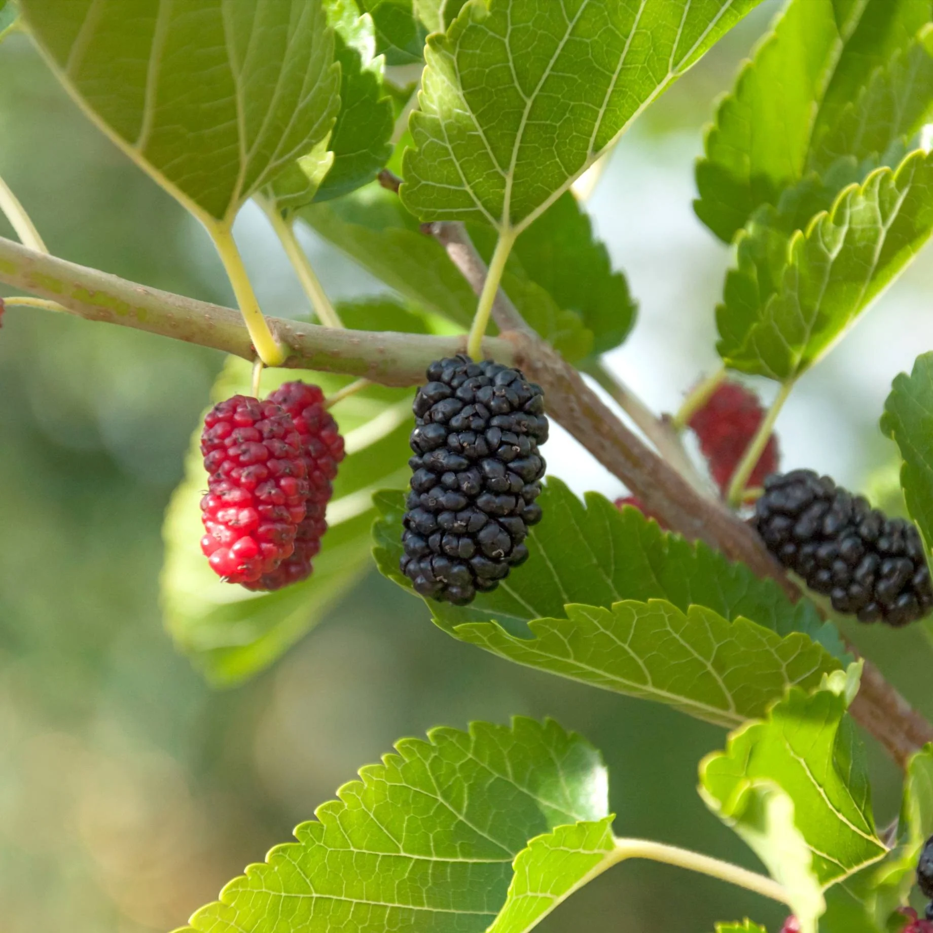 Patio Mulberry Tree | Morus rotundiloba 'Mojo Berry' - Image 2