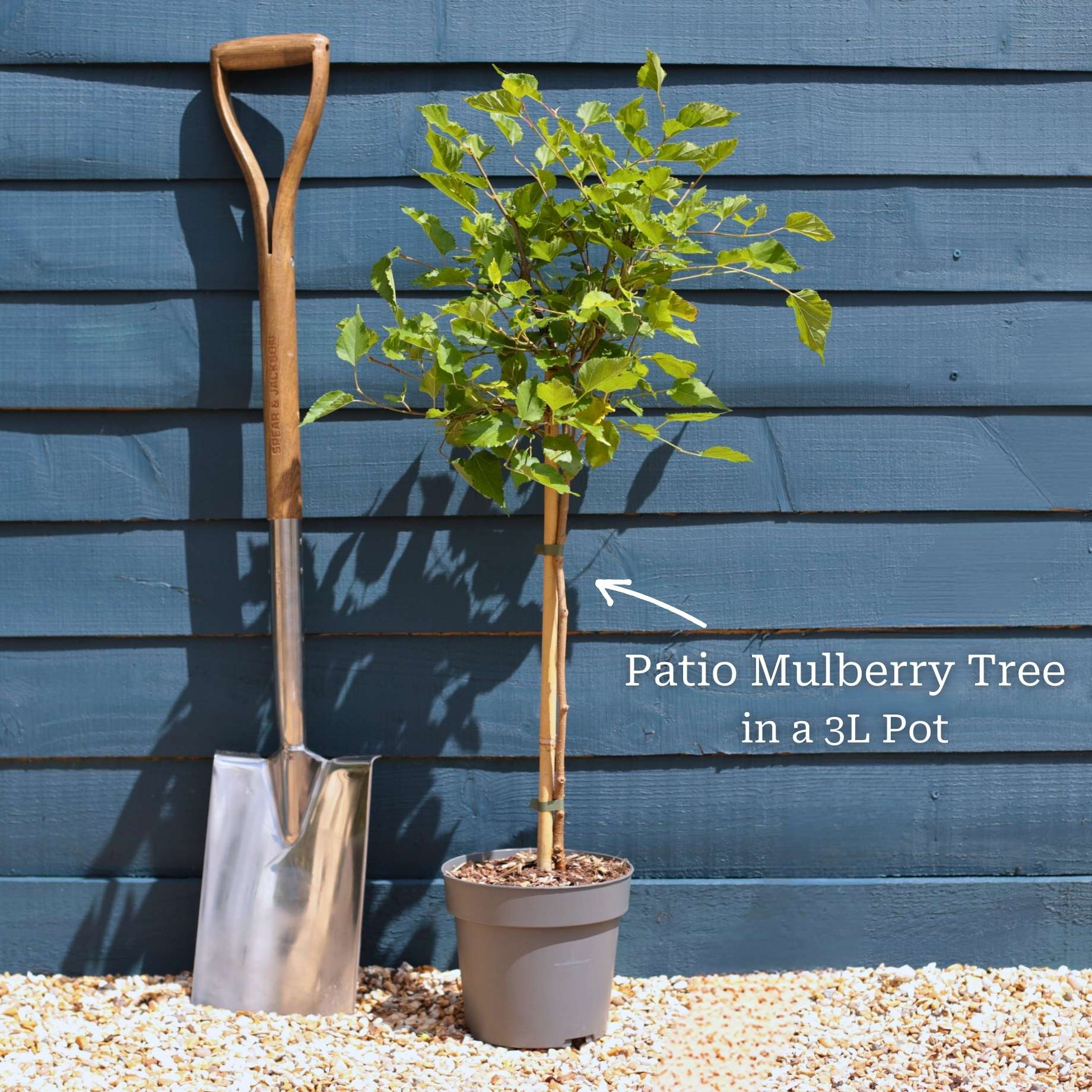 Patio Mulberry Tree | Morus rotundiloba 'Mojo Berry' - Image 3