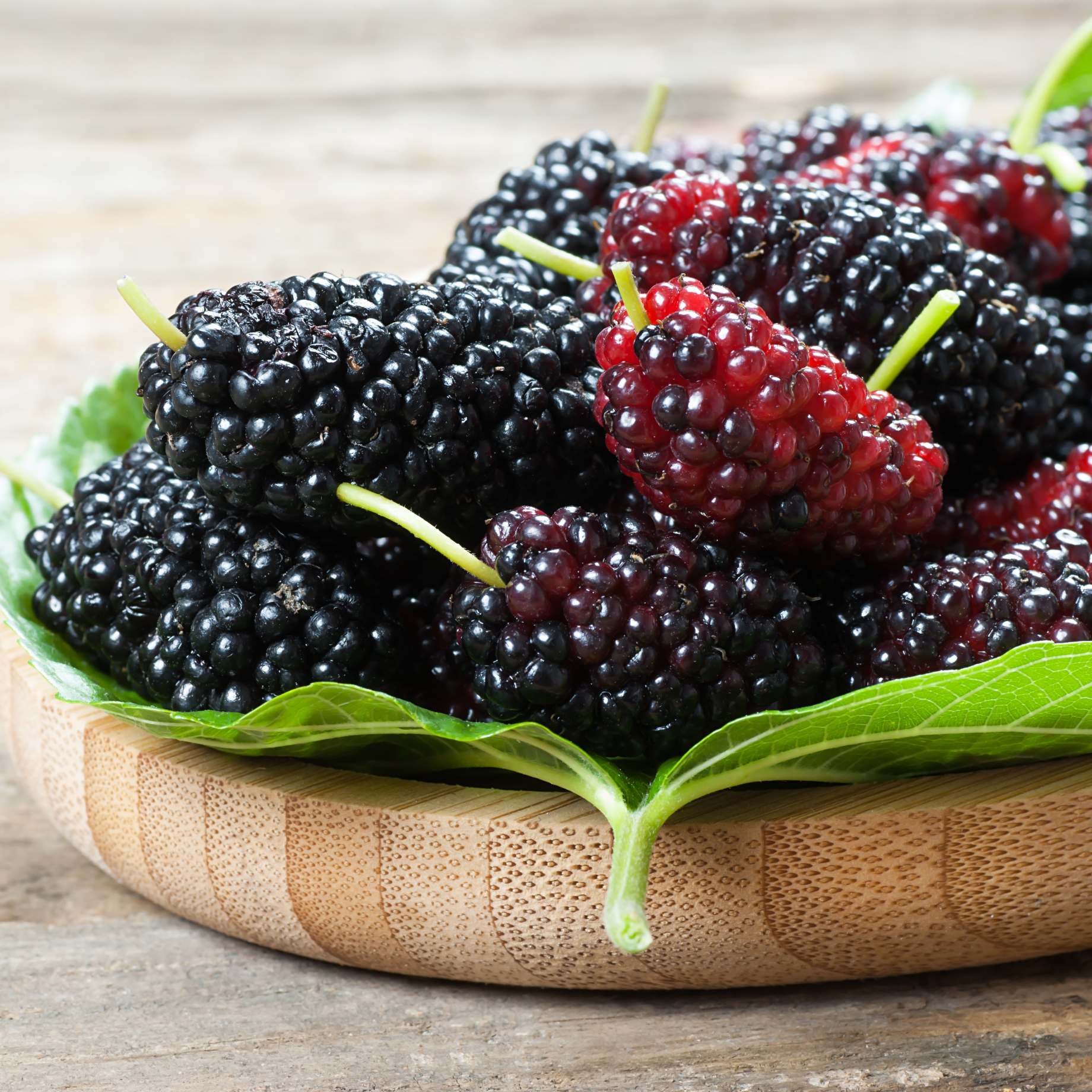 Patio Mulberry Tree | Morus rotundiloba 'Mojo Berry' - Image 4