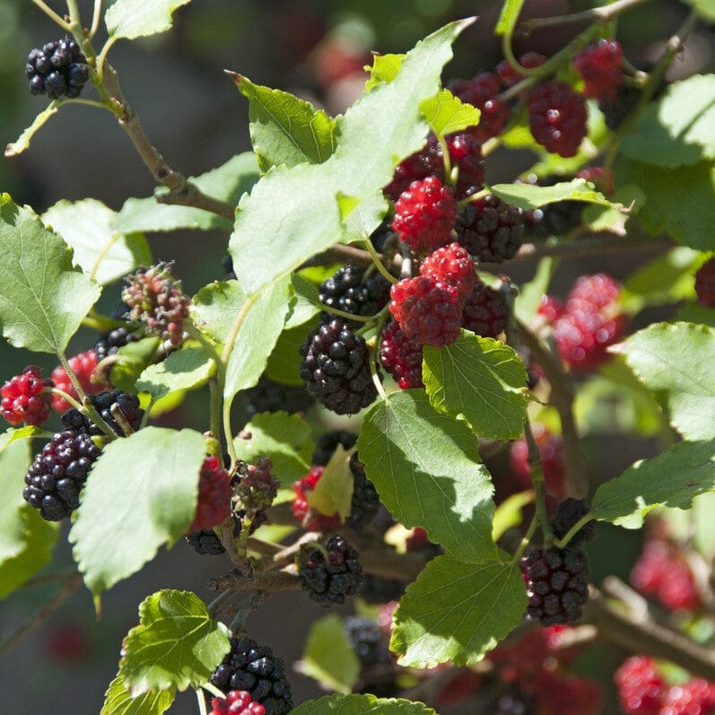 Patio Mulberry Tree | Morus rotundiloba 'Mojo Berry' - Image 6