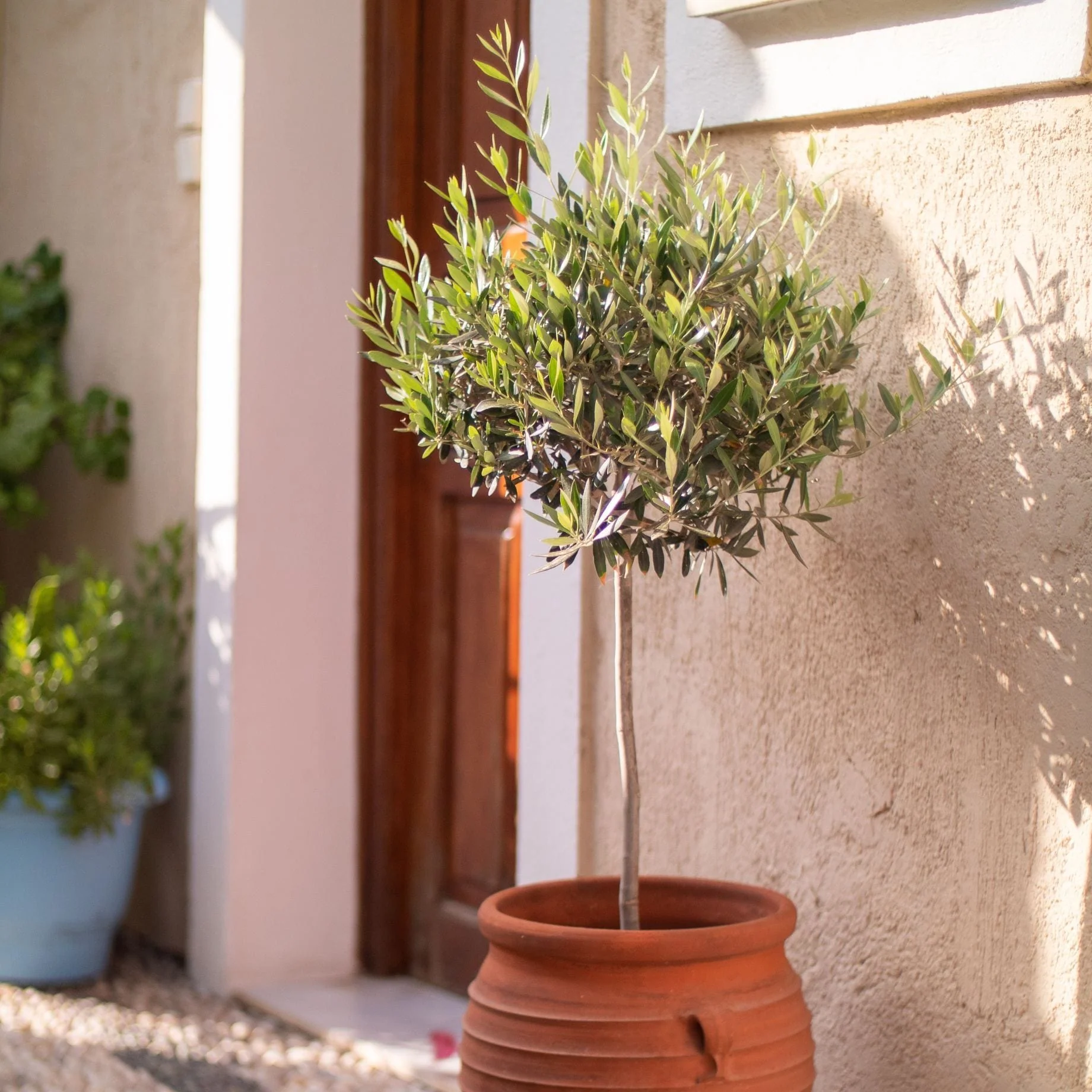 Patio Olive Tree | Olea europaea