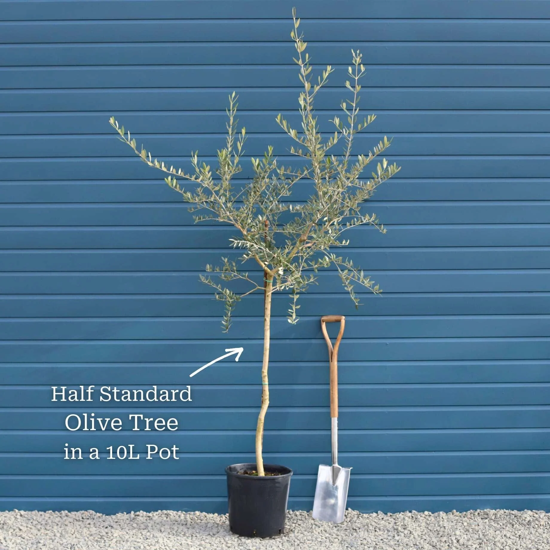Patio Olive Tree | Olea europaea - Image 7