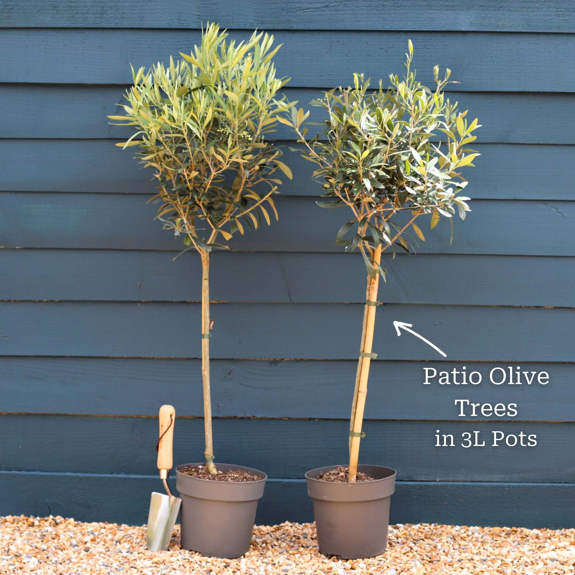 Patio Olive Tree | Olea europaea - Image 8