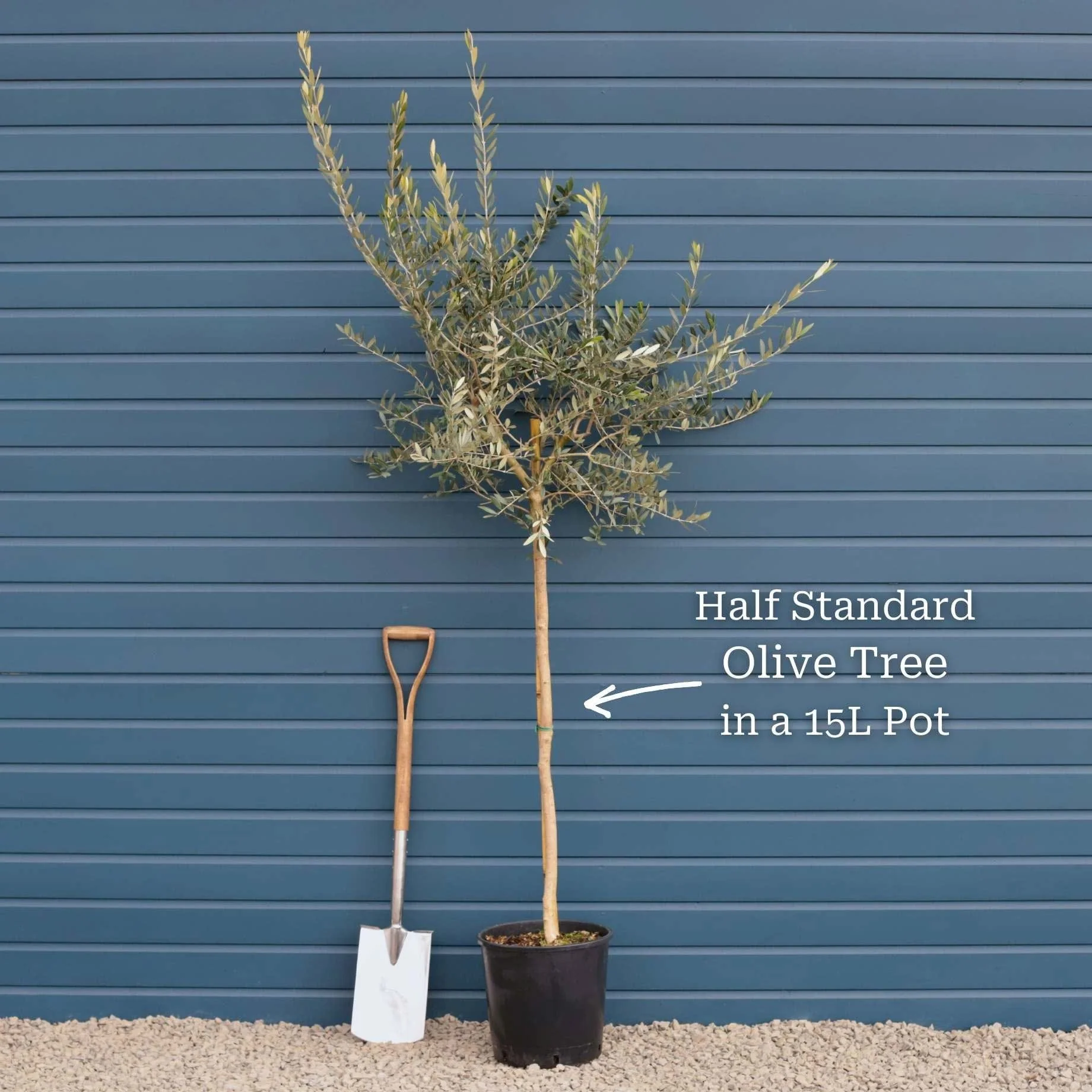 Patio Olive Tree | Olea europaea - Image 9