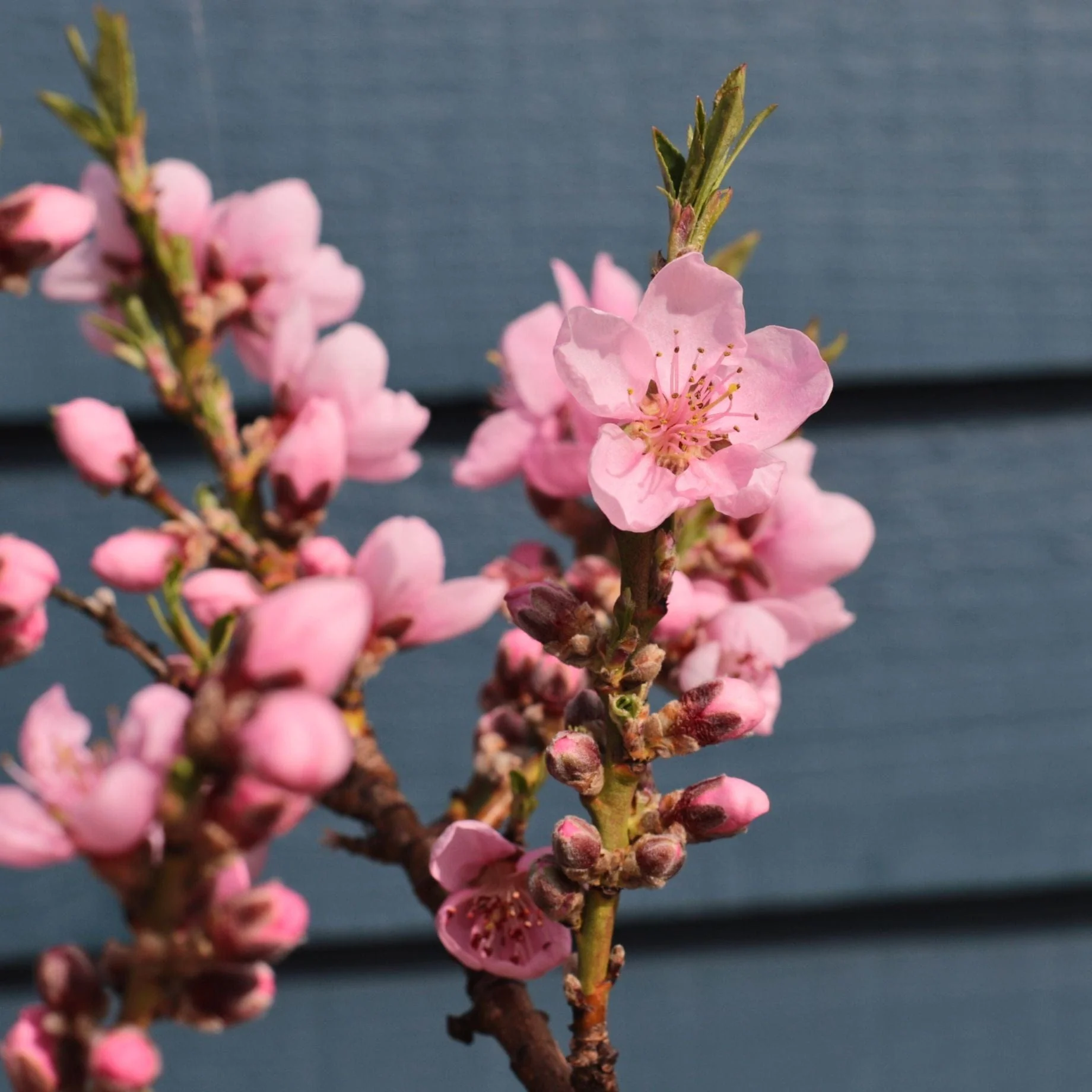 Patio Peach Tree | Prunus persica 'Pink Peachy' - Image 2