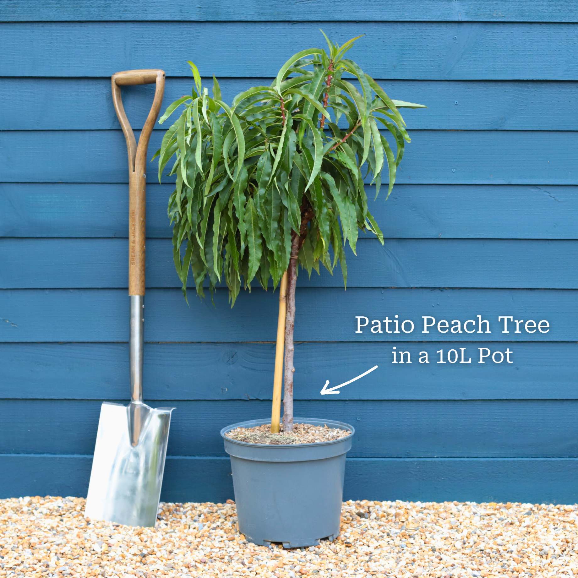 Patio Peach Tree | Prunus persica 'Red Peachy' - Image 3