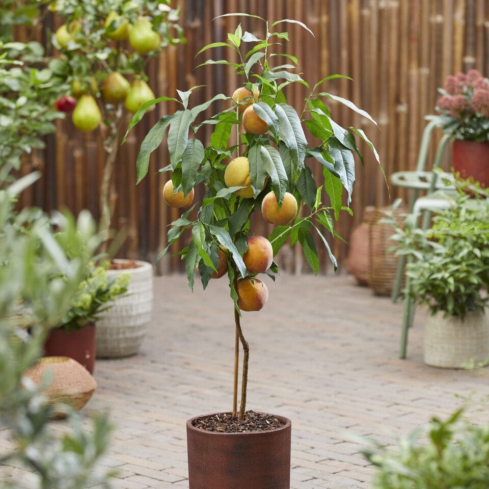 Patio Peach Tree | Prunus persica 'White Peachy' - Image 2