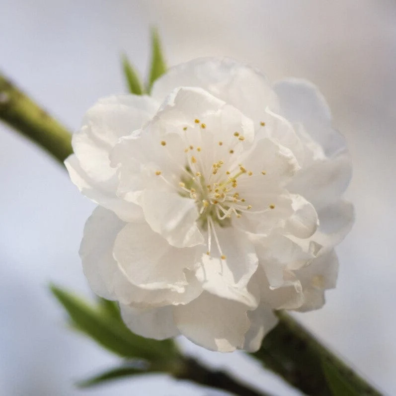 Patio Peach Tree | Prunus persica 'White Peachy' - Image 3