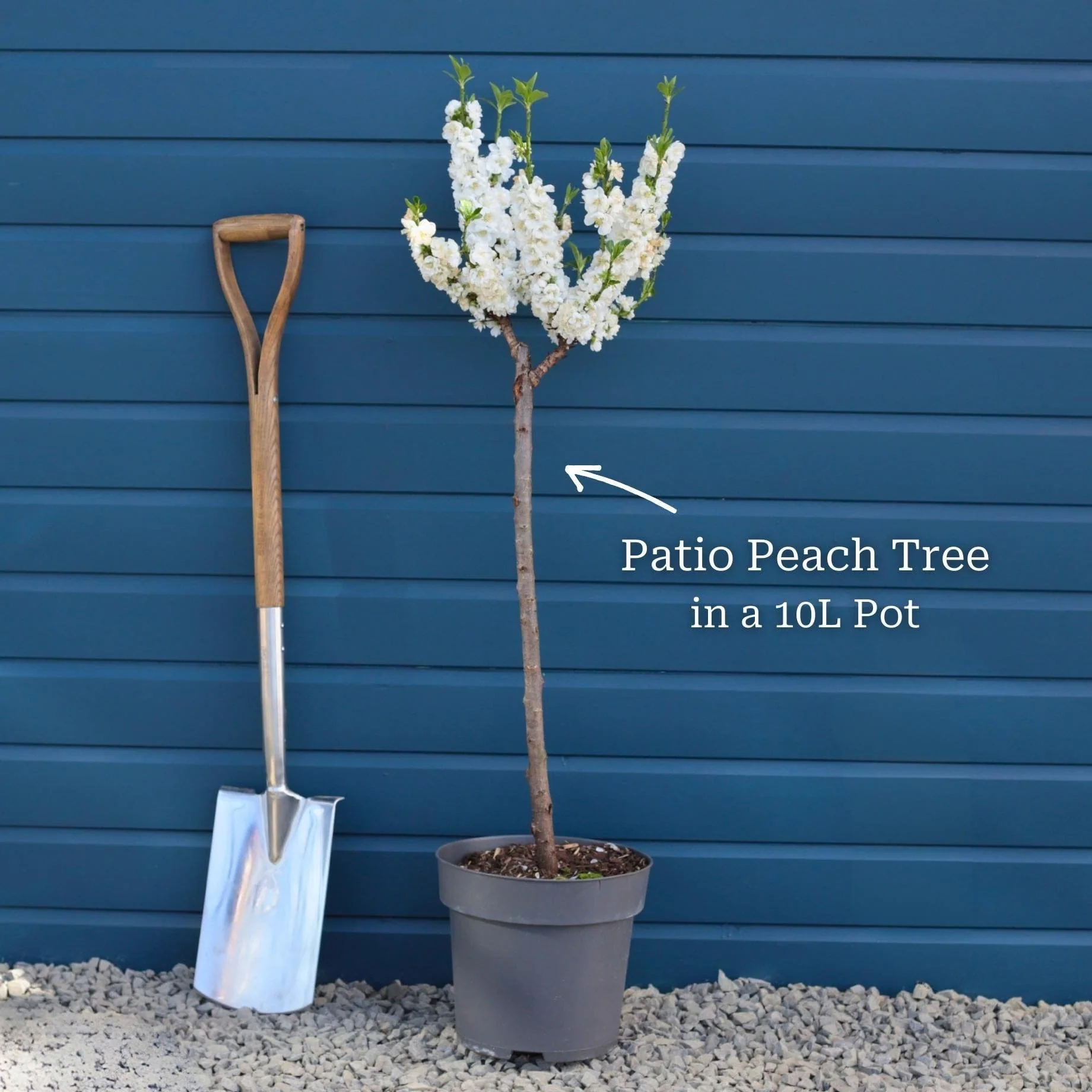 Patio Peach Tree | Prunus persica 'White Peachy' - Image 4