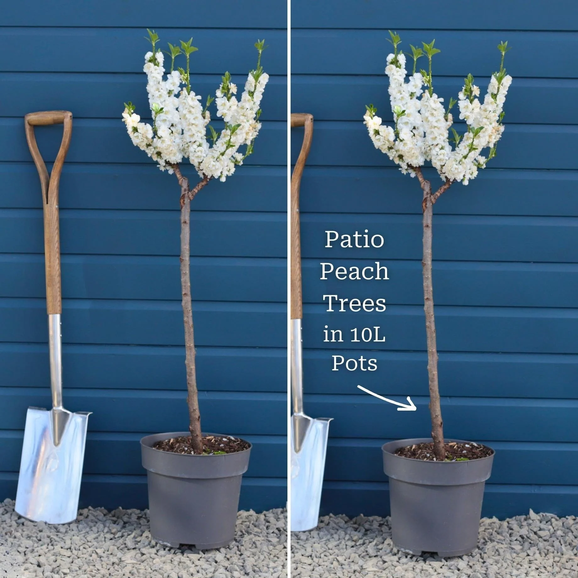 Patio Peach Tree | Prunus persica 'White Peachy' - Image 6