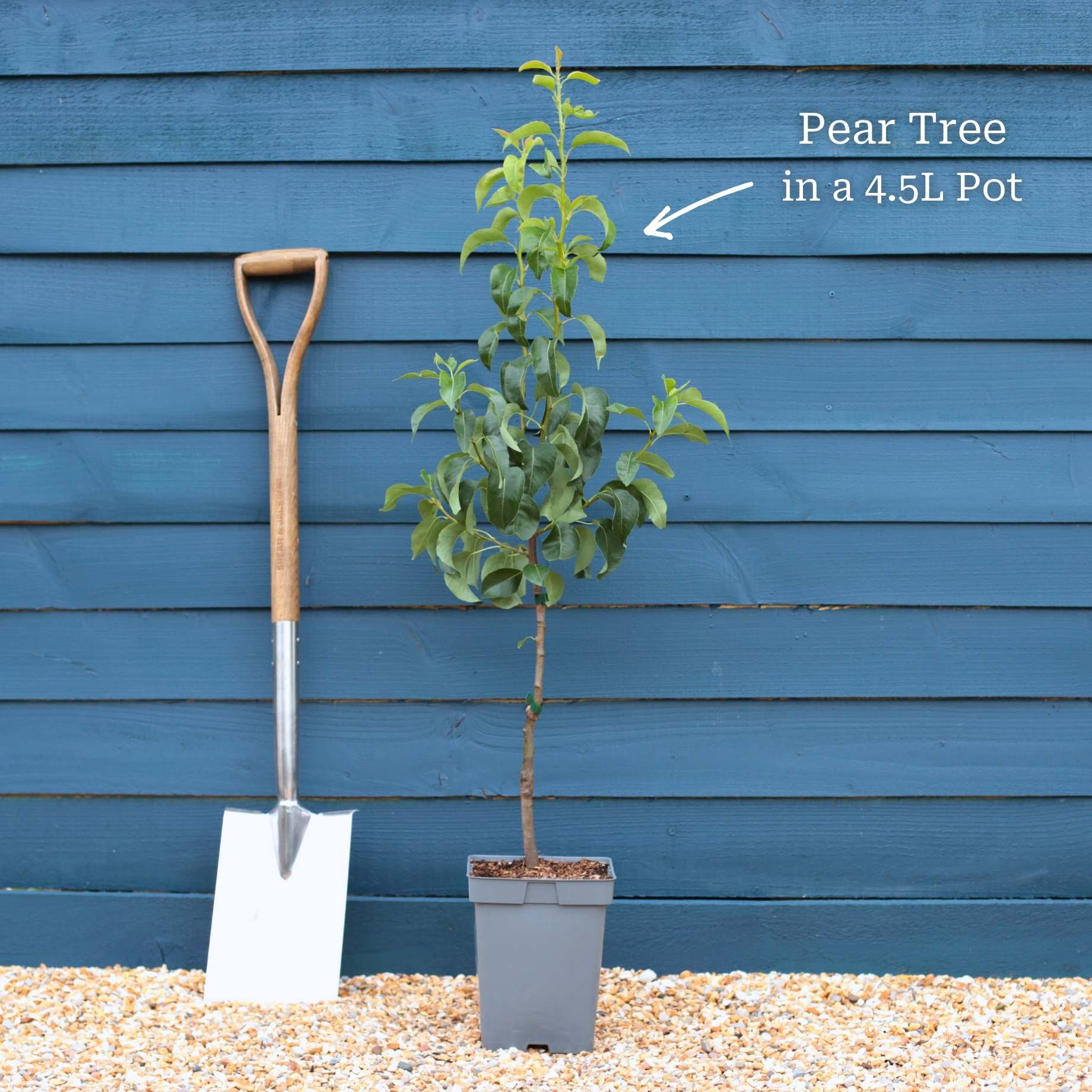 'Concorde' Pear Tree - Image 4