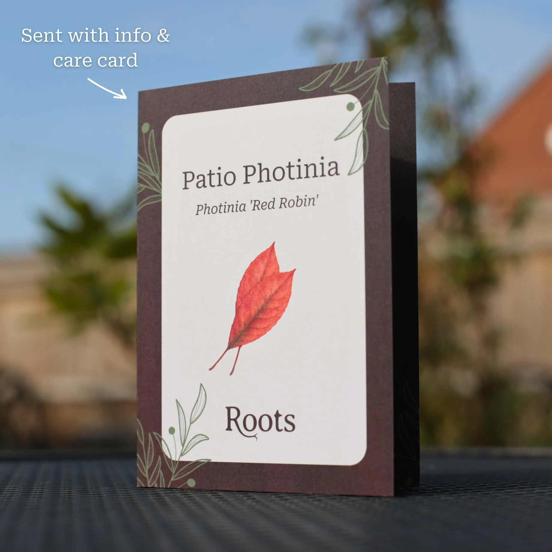 Patio Photinia Tree Gift - Image 3