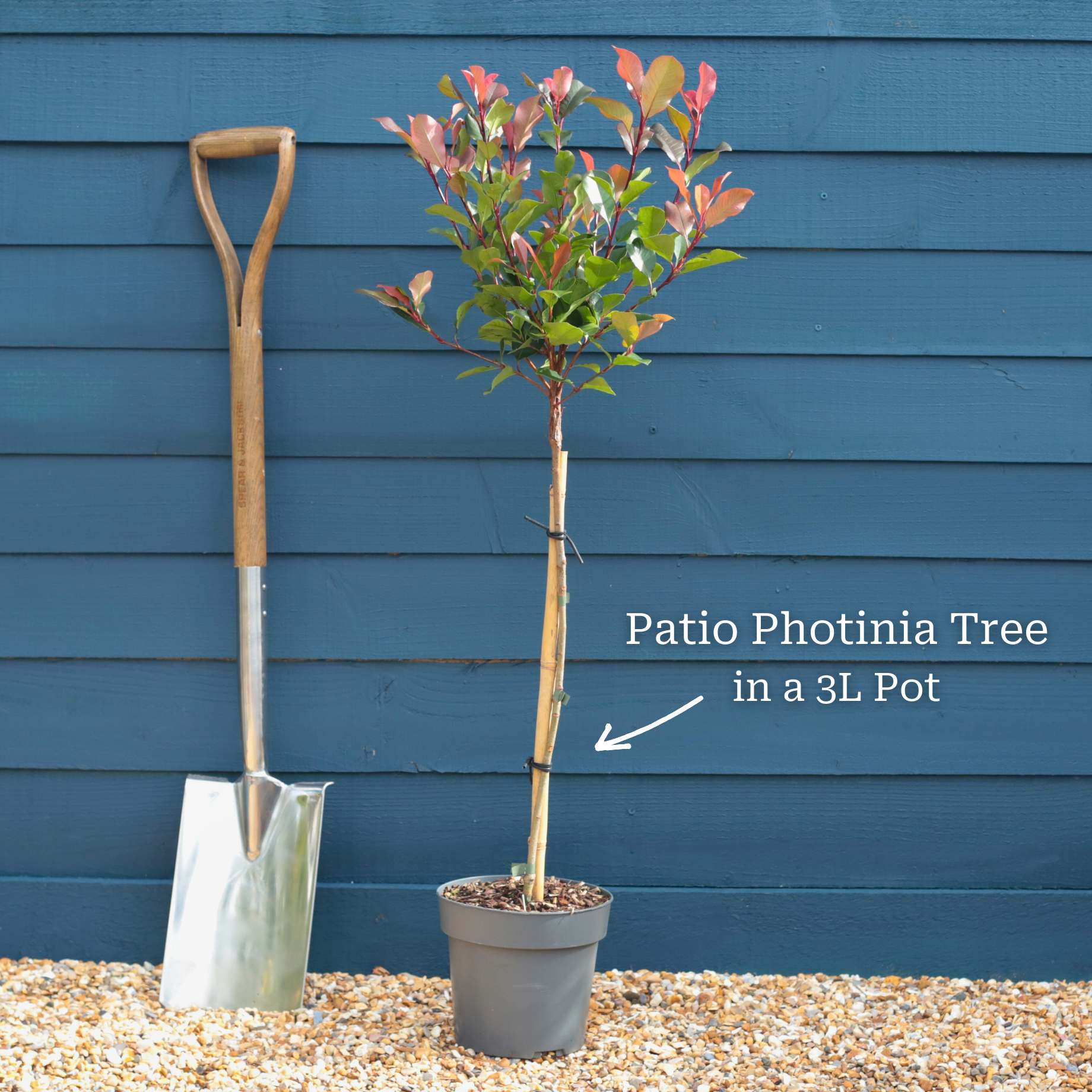 Patio Photinia Tree | Photinia 'Little Red Robin' - Image 3