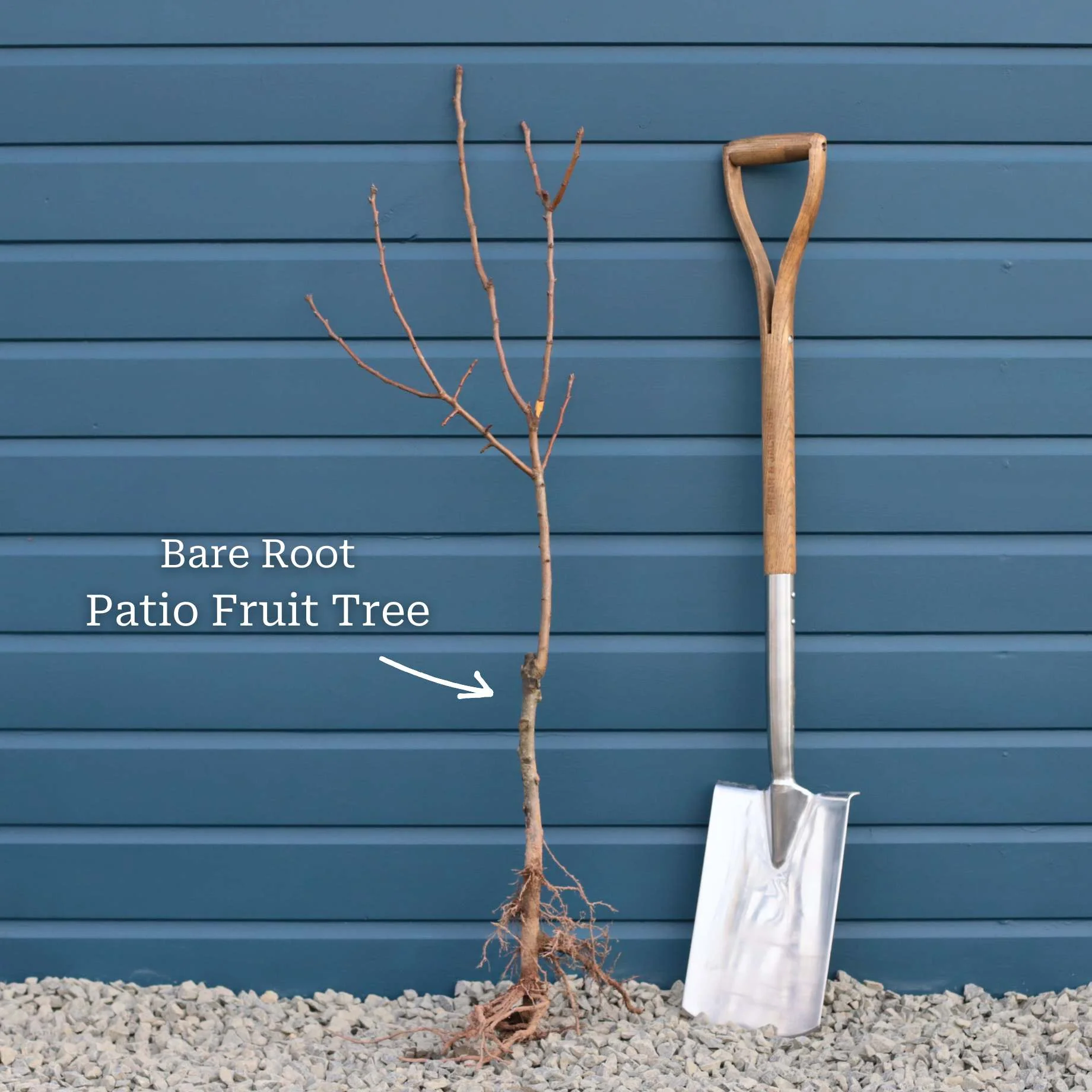 'Old Greengage' Plum Tree - Image 9