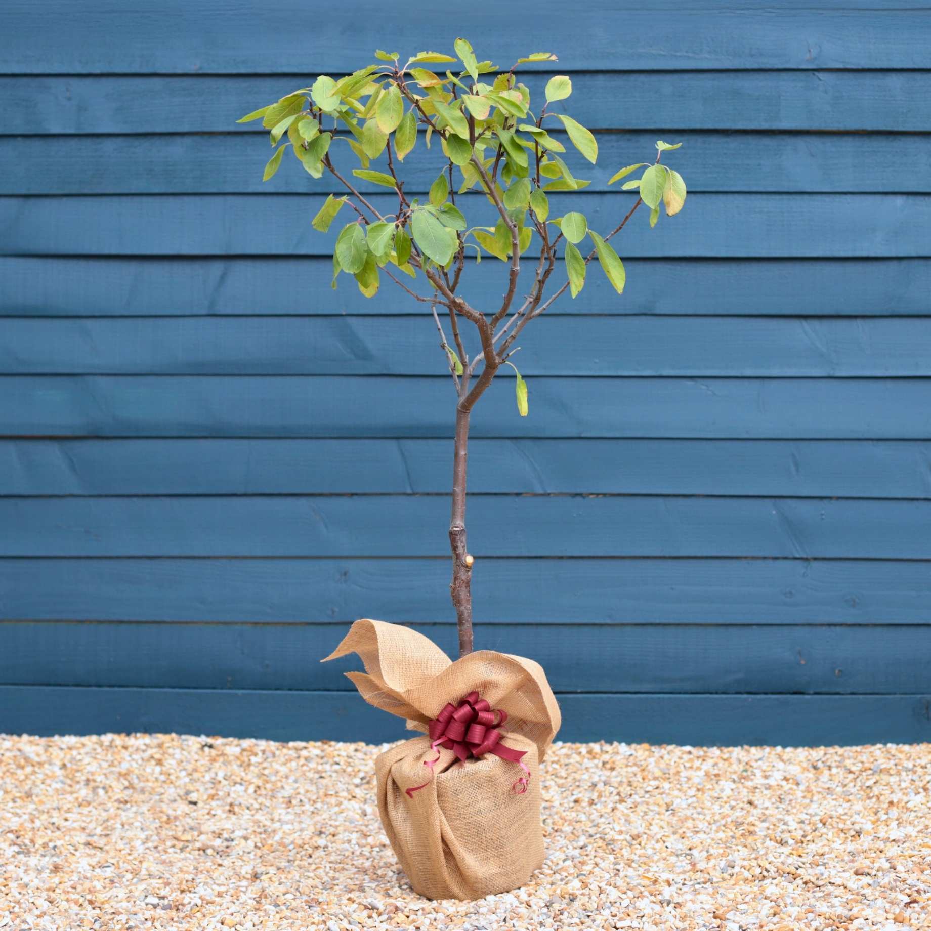 Patio Plum Tree Gift