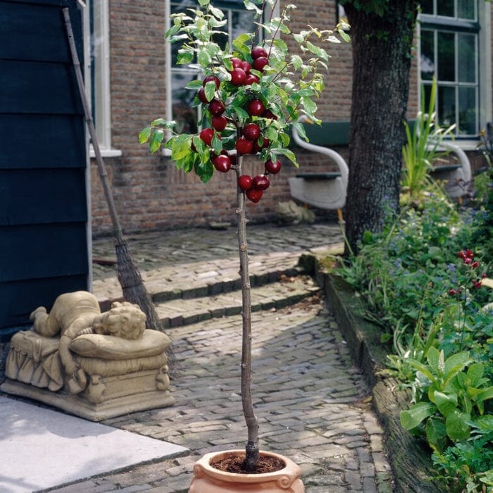Patio Plum Tree Gift - Image 2