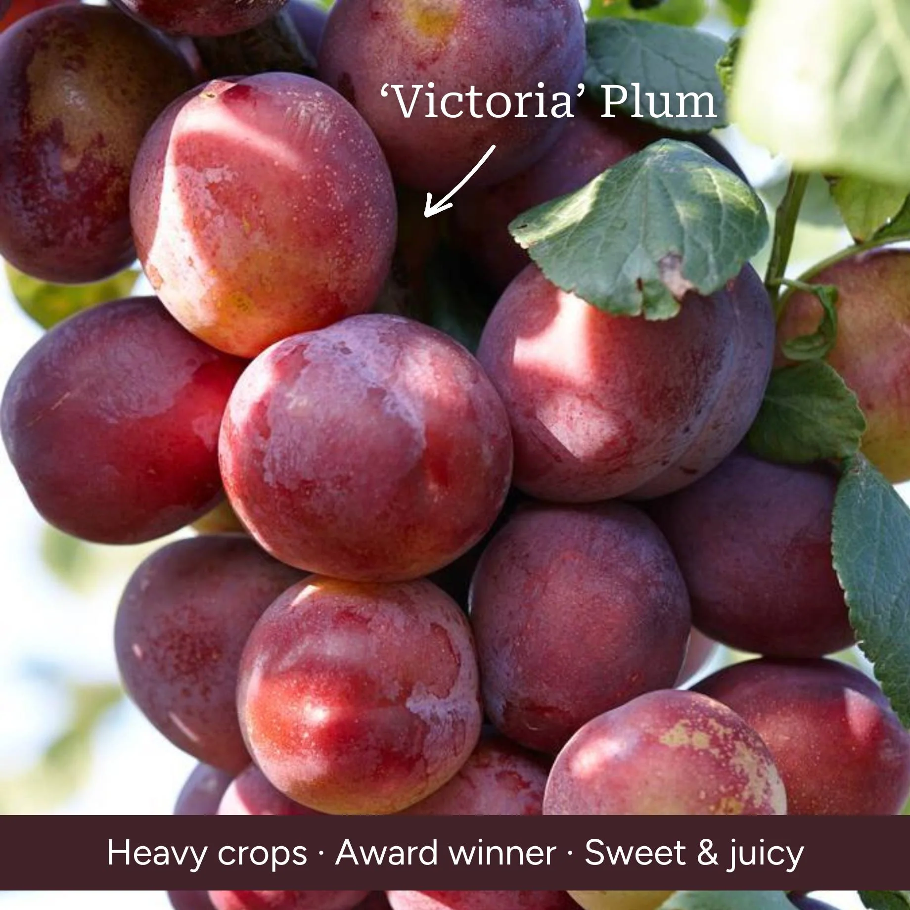 Award Winning Patio Fruit Tree Collection | Cherry, Pear & Plum - Image 6