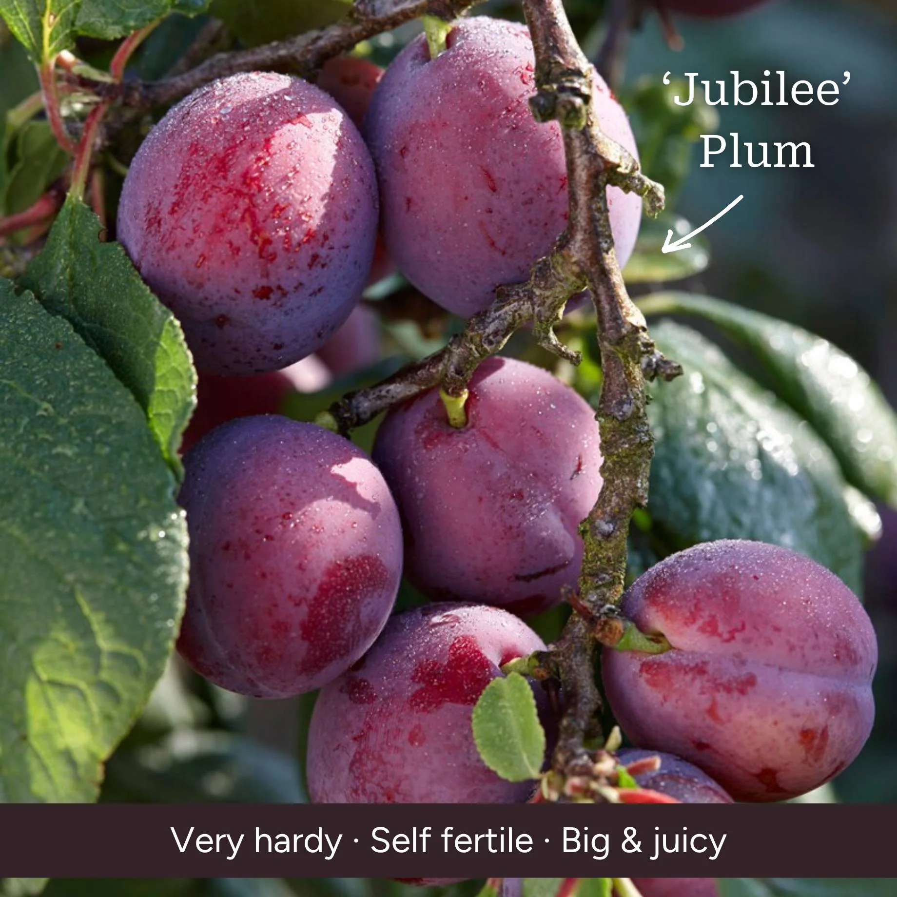 Patio Plum Tree - Image 6
