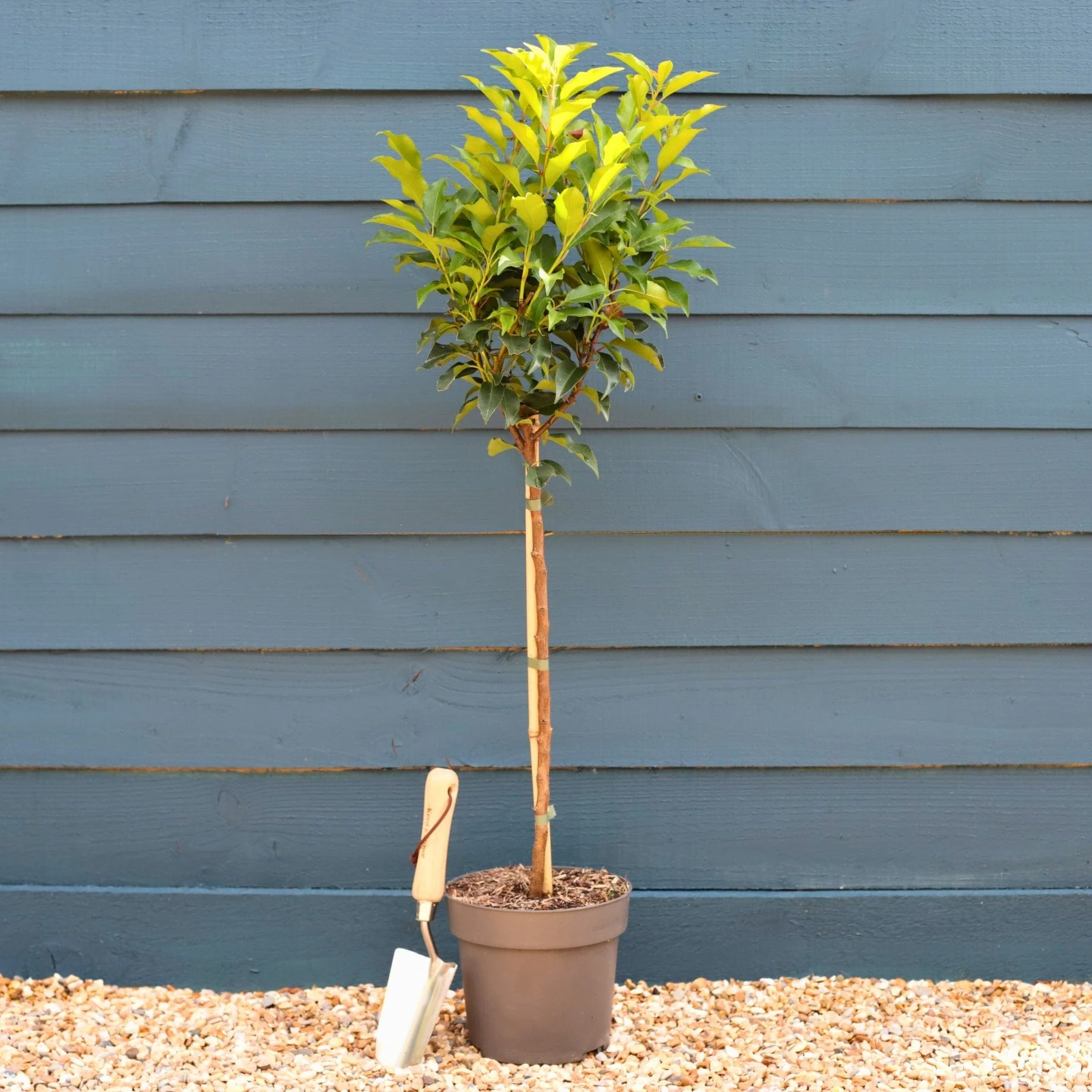 Patio Portuguese Laurel Tree | Prunus lusitanica 'Brenelia'®
