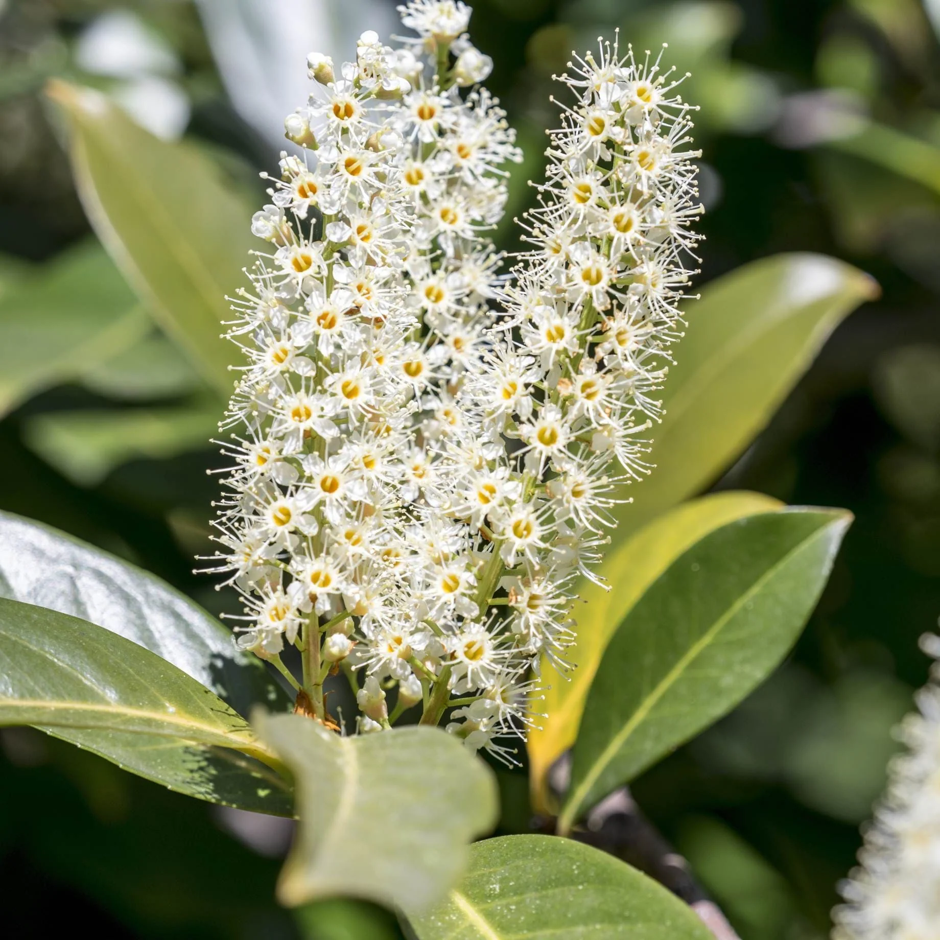 Patio Portuguese Laurel Tree | Prunus lusitanica 'Brenelia'® - Image 2