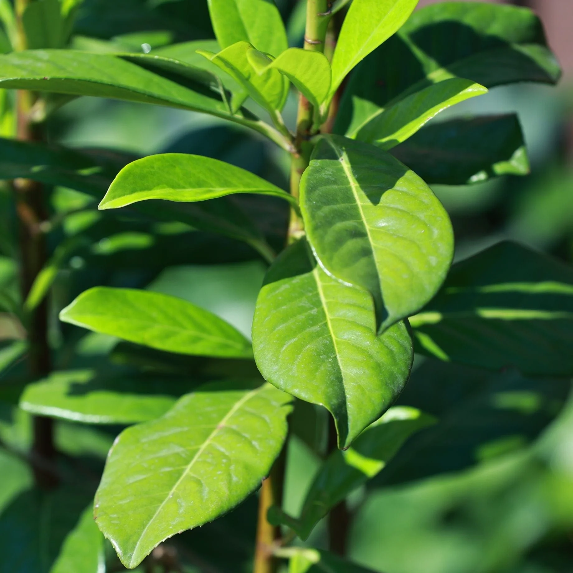Patio Portuguese Laurel Tree | Prunus lusitanica 'Brenelia'® - Image 3