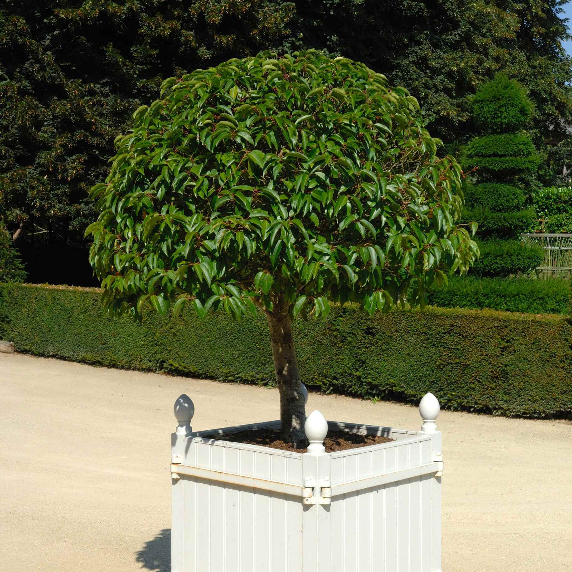 Patio Portuguese Laurel Tree | Prunus lusitanica 'Brenelia'® - Image 4