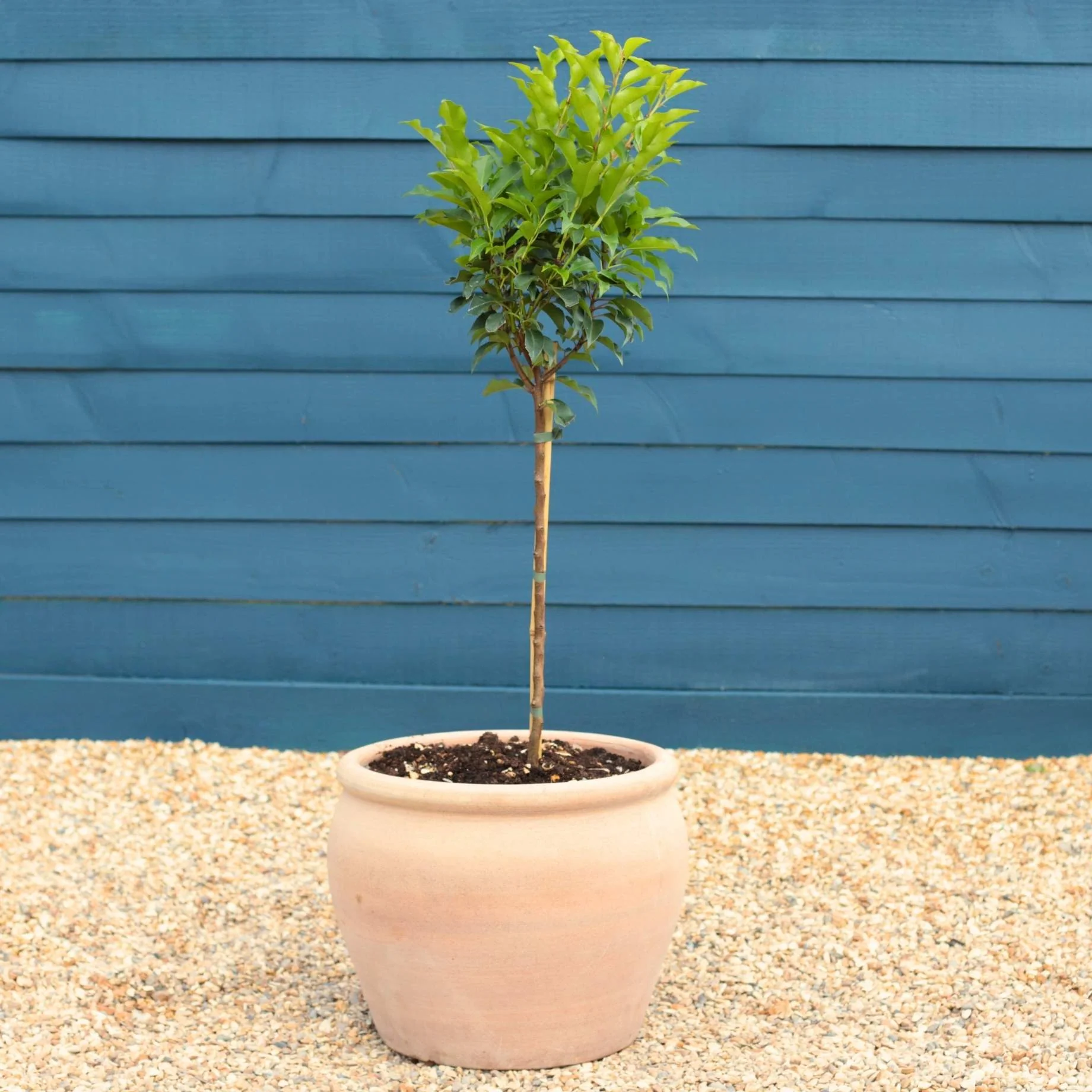 Patio Portuguese Laurel Tree | Prunus lusitanica 'Brenelia'® - Image 5