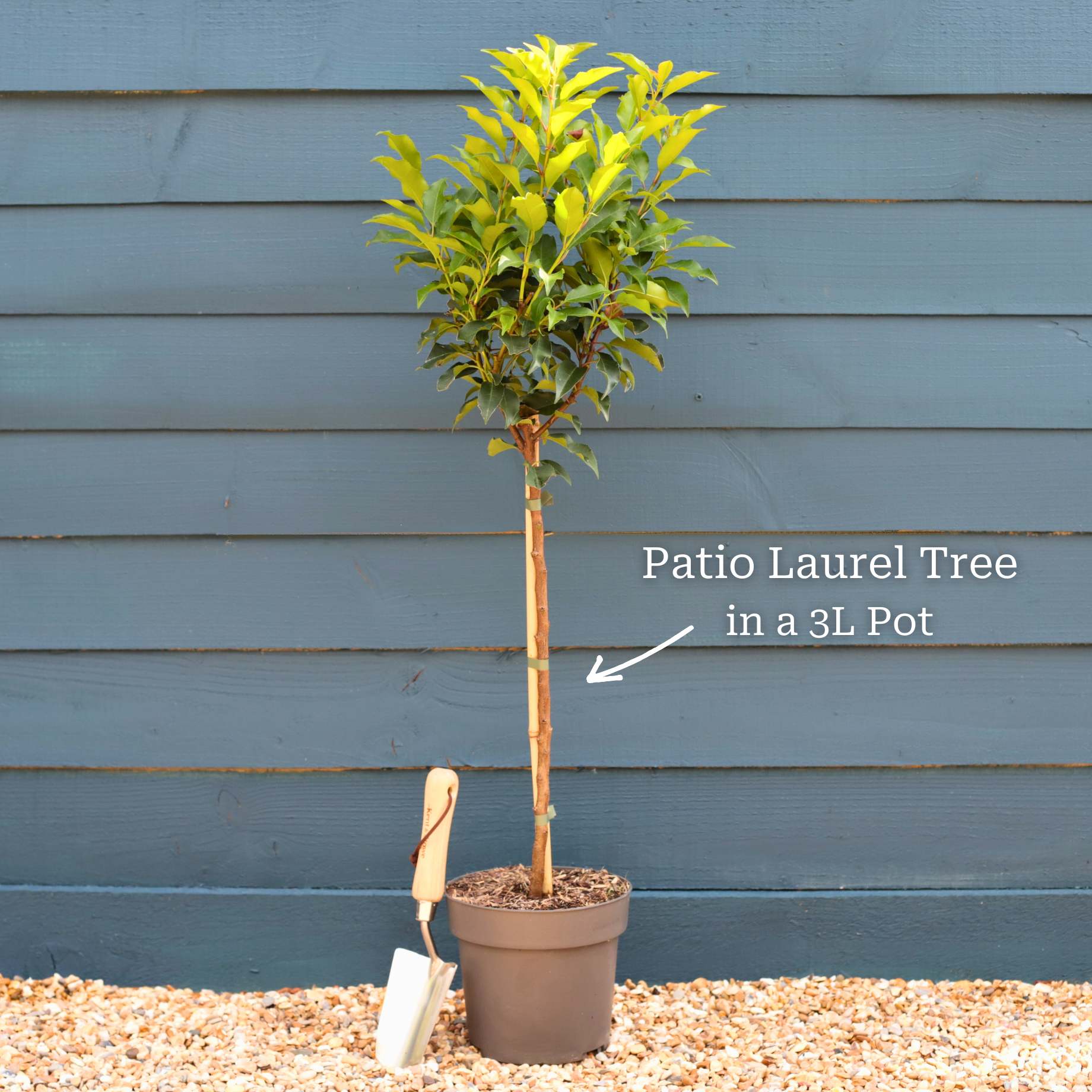 Patio Portuguese Laurel Tree | Prunus lusitanica 'Brenelia'® - Image 6