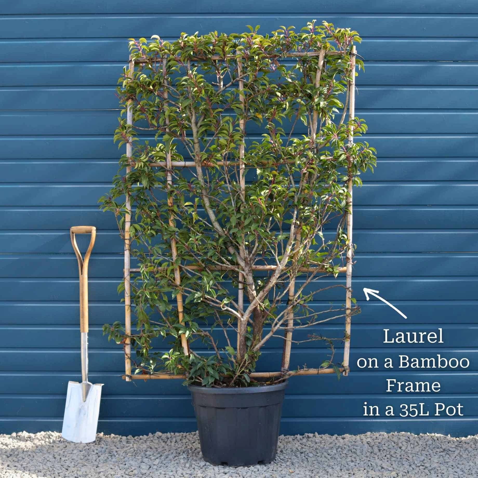 Patio Portuguese Laurel Tree | Prunus lusitanica 'Brenelia'® - Image 7