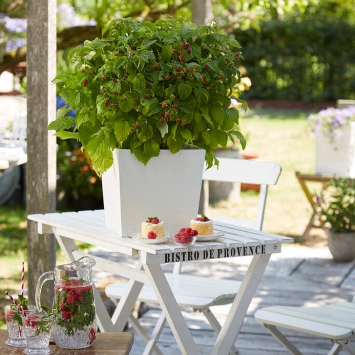 'Yummy' Patio Raspberry Plant - Image 5