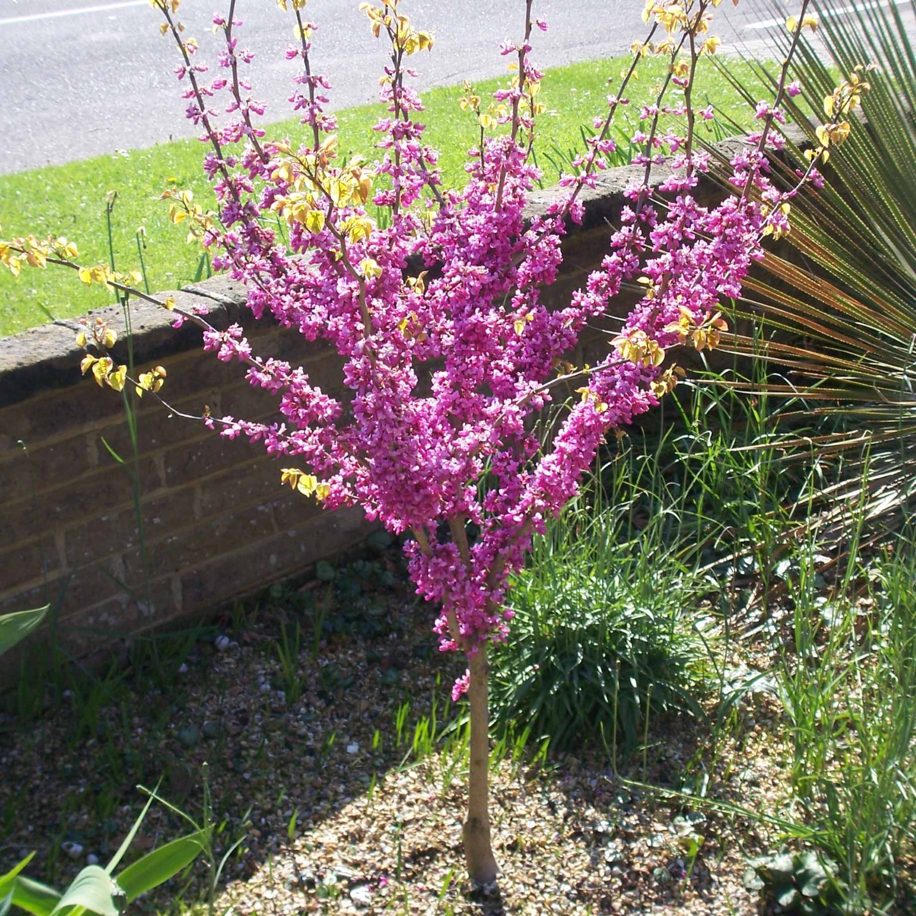 Patio Redbud Tree | Cercis chinensis 'Avondale'