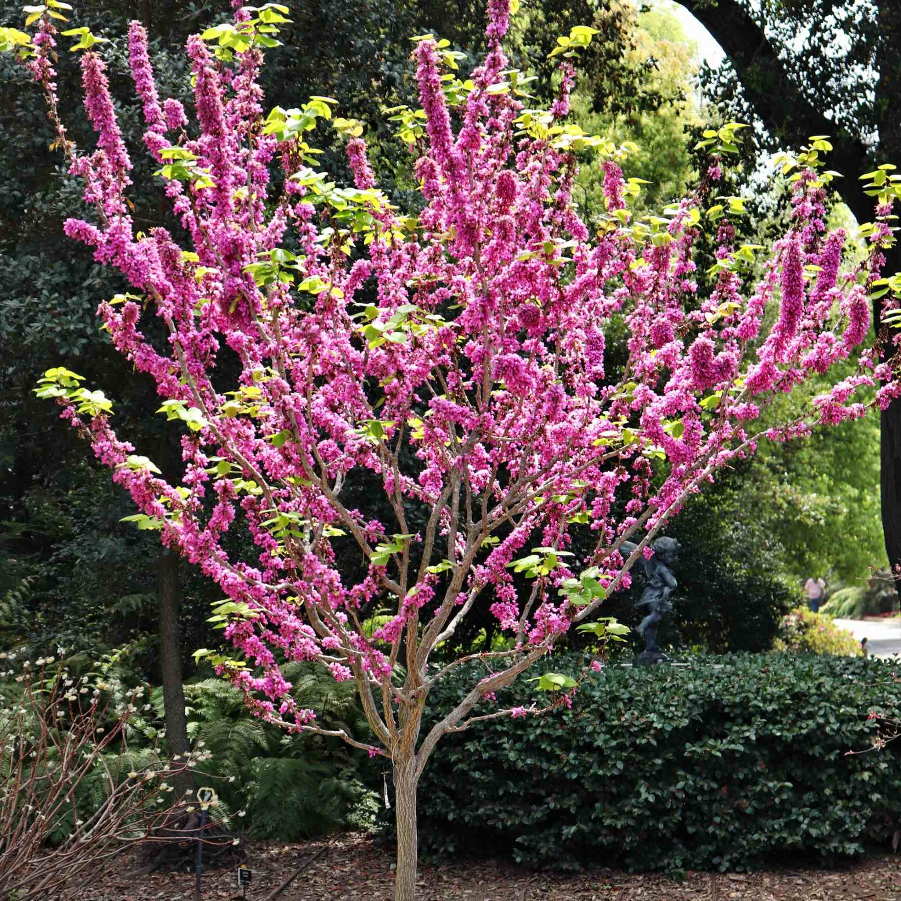 Patio Redbud Tree | Cercis chinensis 'Avondale' - Image 2