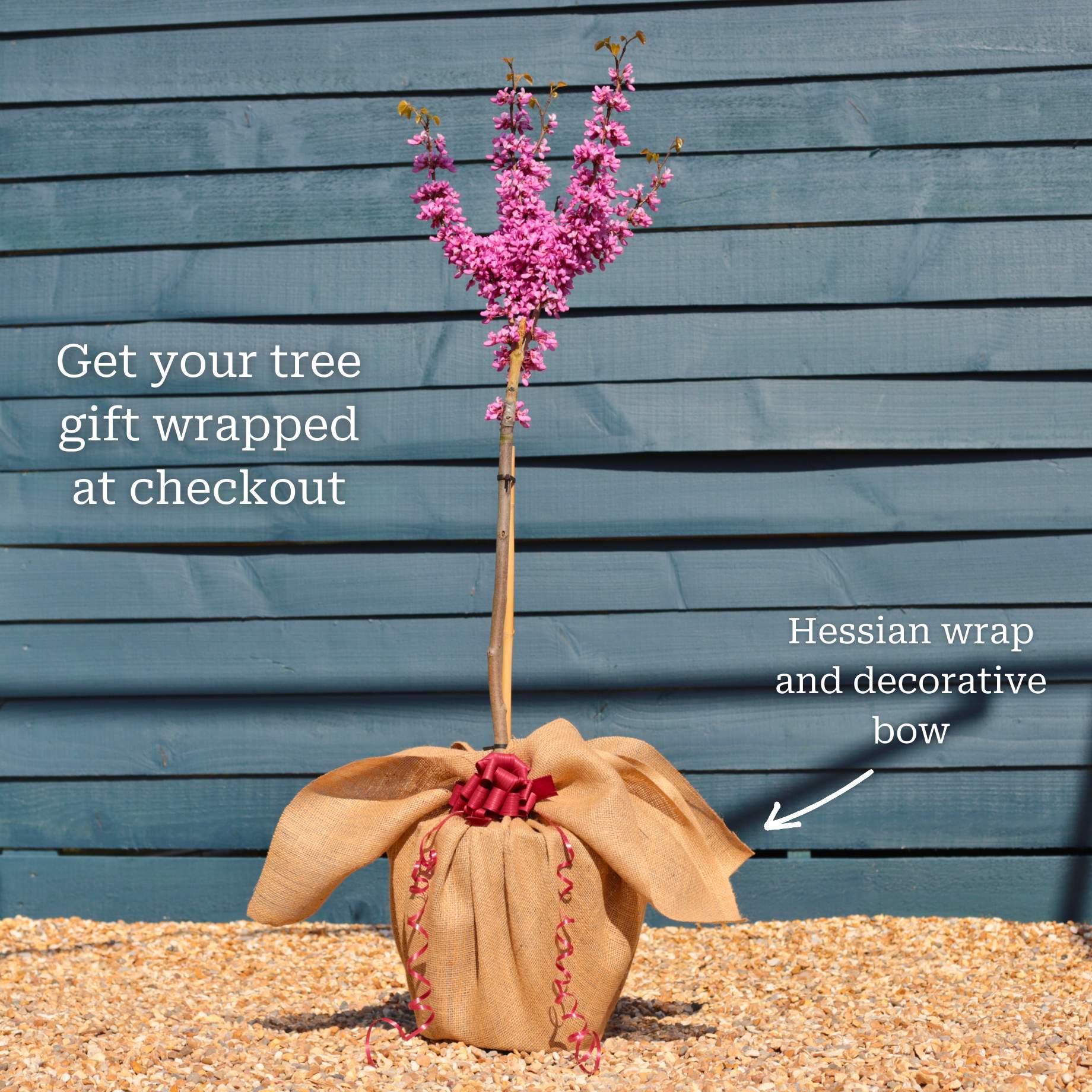 Patio Redbud Tree | Cercis chinensis 'Avondale' - Image 3