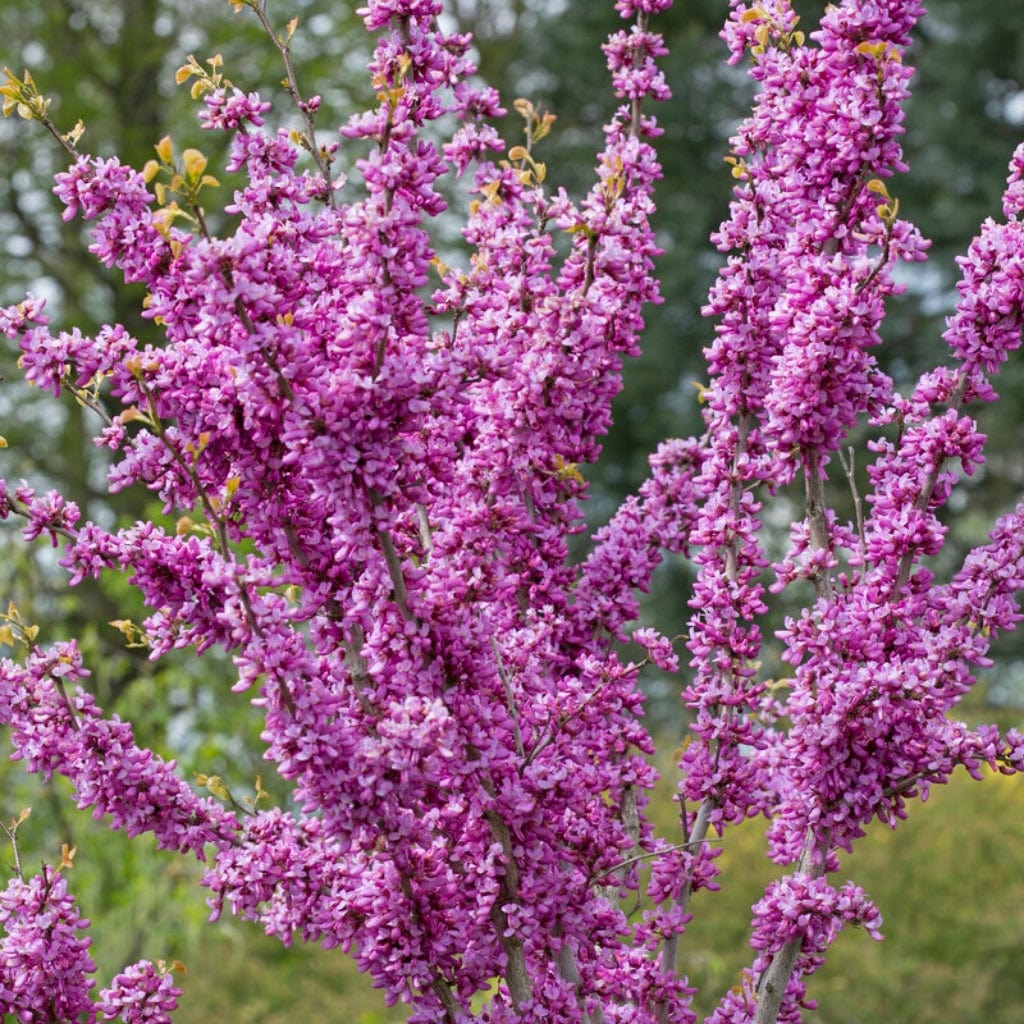 Patio Redbud Tree | Cercis chinensis 'Avondale' - Image 4
