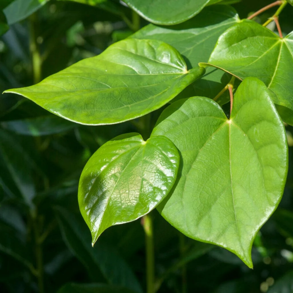 Patio Redbud Tree | Cercis chinensis 'Avondale' - Image 5