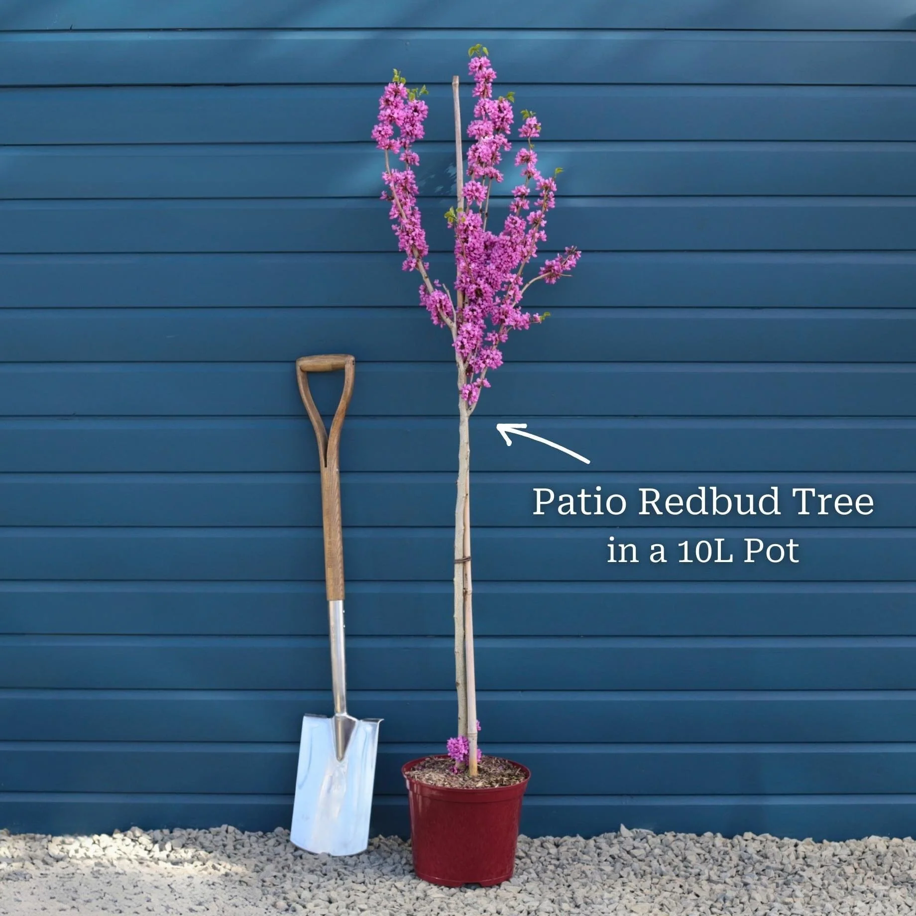 Patio Redbud Tree | Cercis chinensis 'Avondale' - Image 6