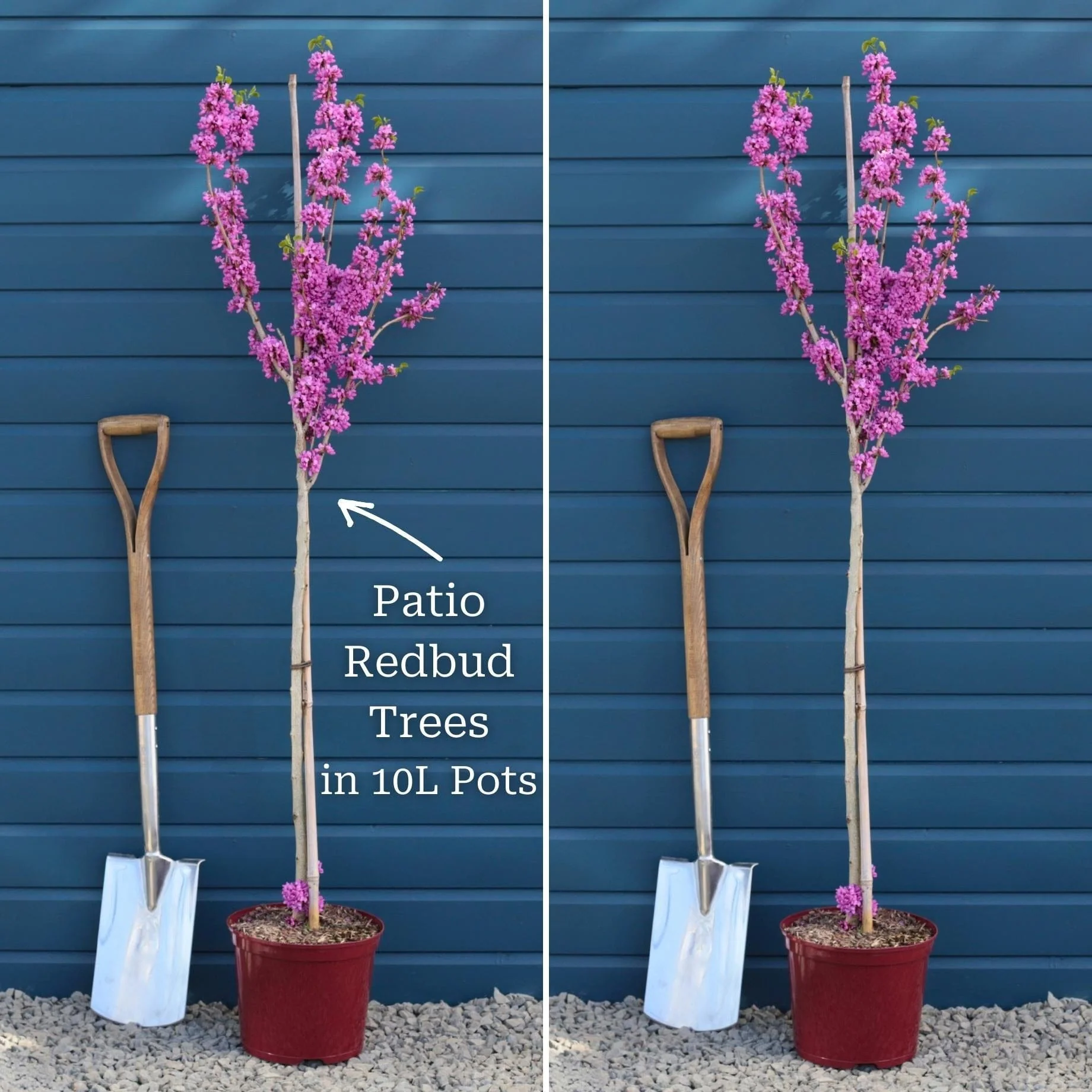 Patio Redbud Tree | Cercis chinensis 'Avondale' - Image 7
