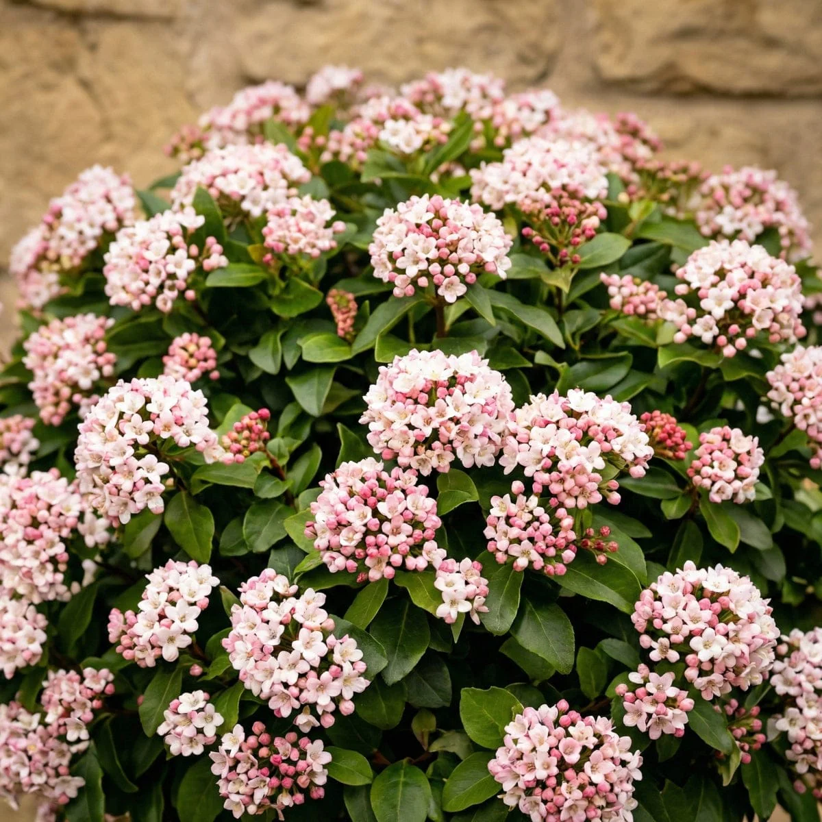 Patio Viburnum Tree | Viburnum tinus 'Eve Price' - Image 2