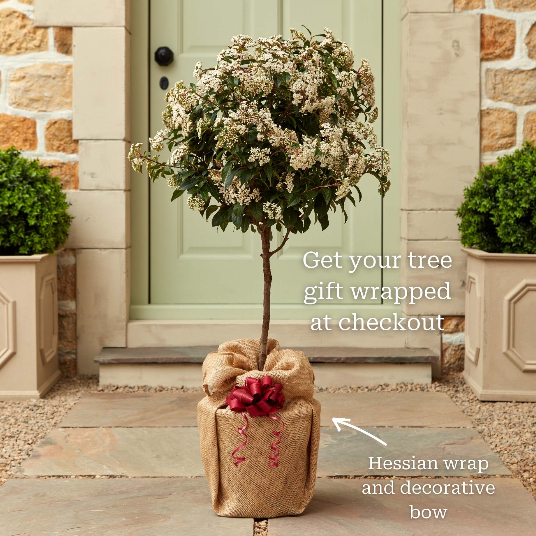 Patio Viburnum Tree | Viburnum tinus 'Eve Price' - Image 3
