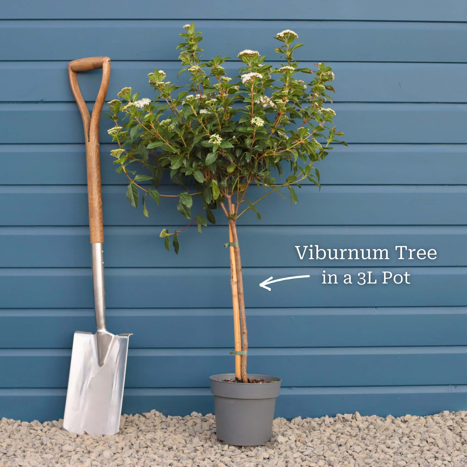 Patio Viburnum Tree | Viburnum tinus 'Eve Price' - Image 4