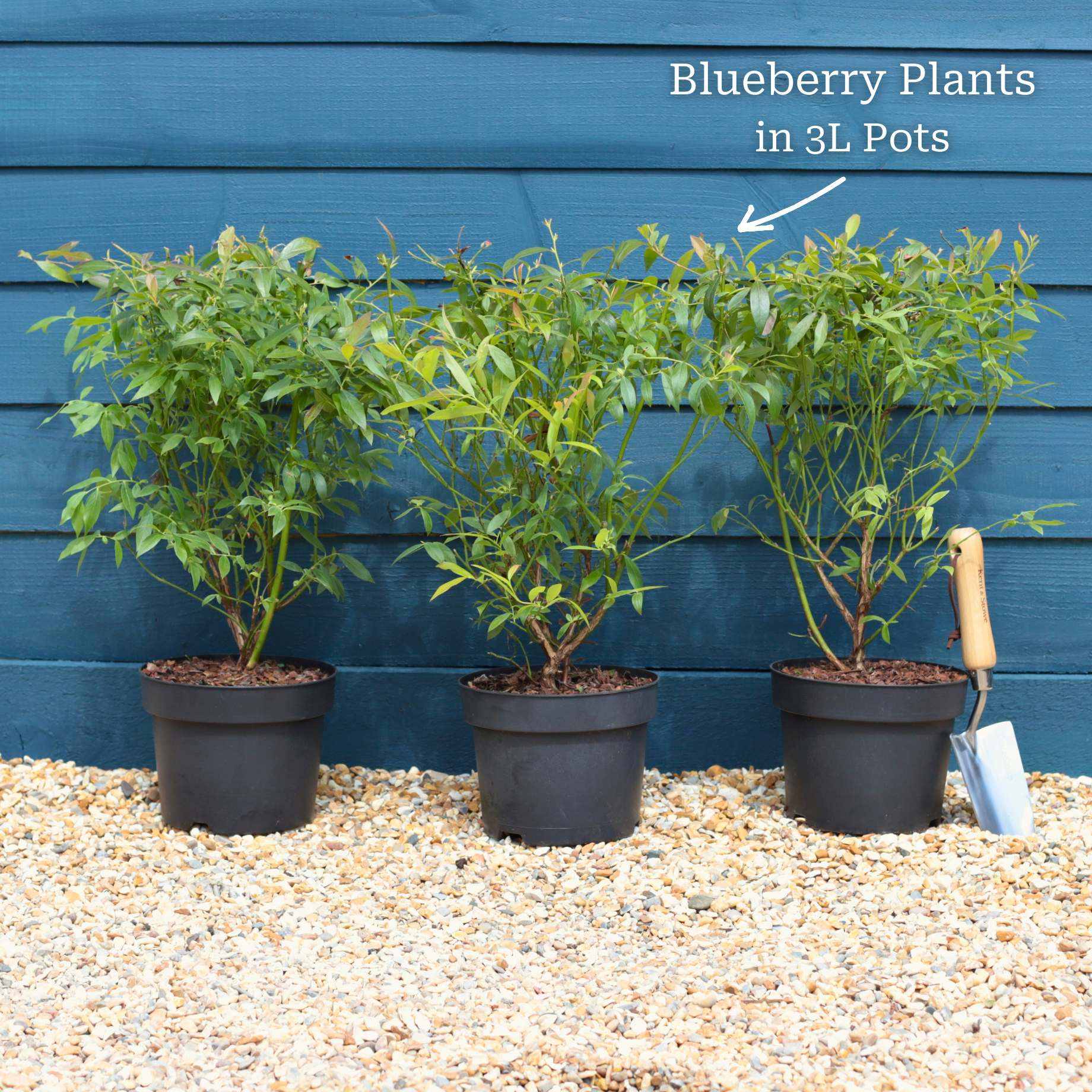 'Sunshine Blue' Evergreen Blueberry Bush - Image 7