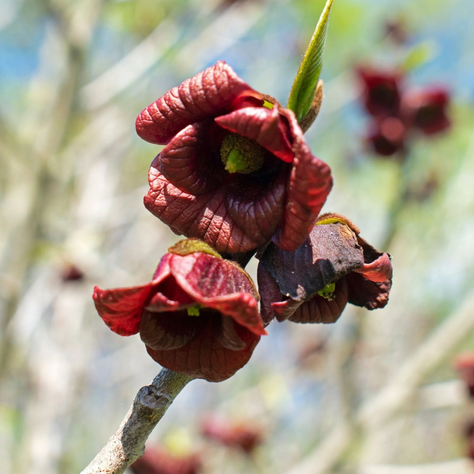 Paw-Paw Plant | Asimina triloba - Image 3