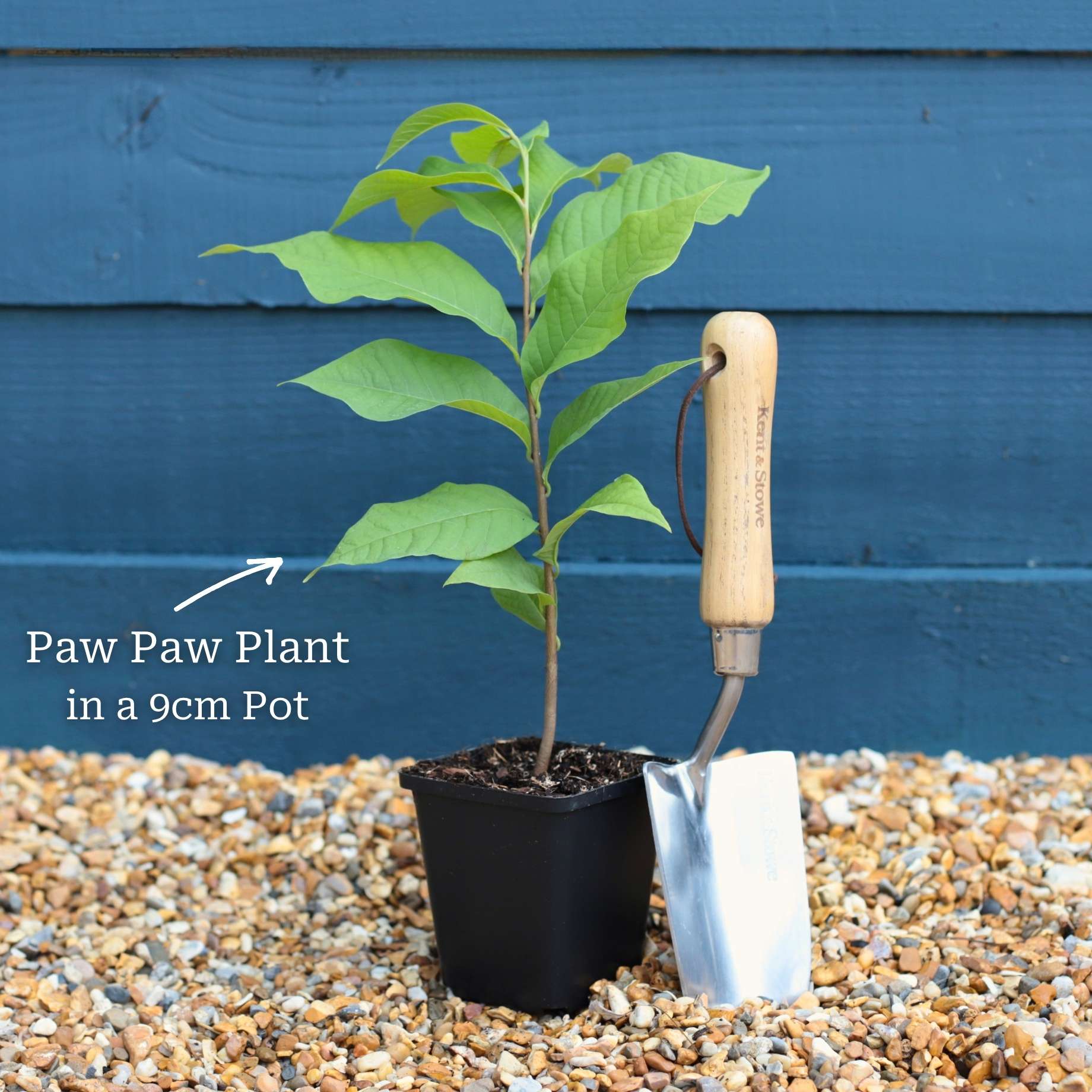 Paw-Paw Plant | Asimina triloba - Image 4