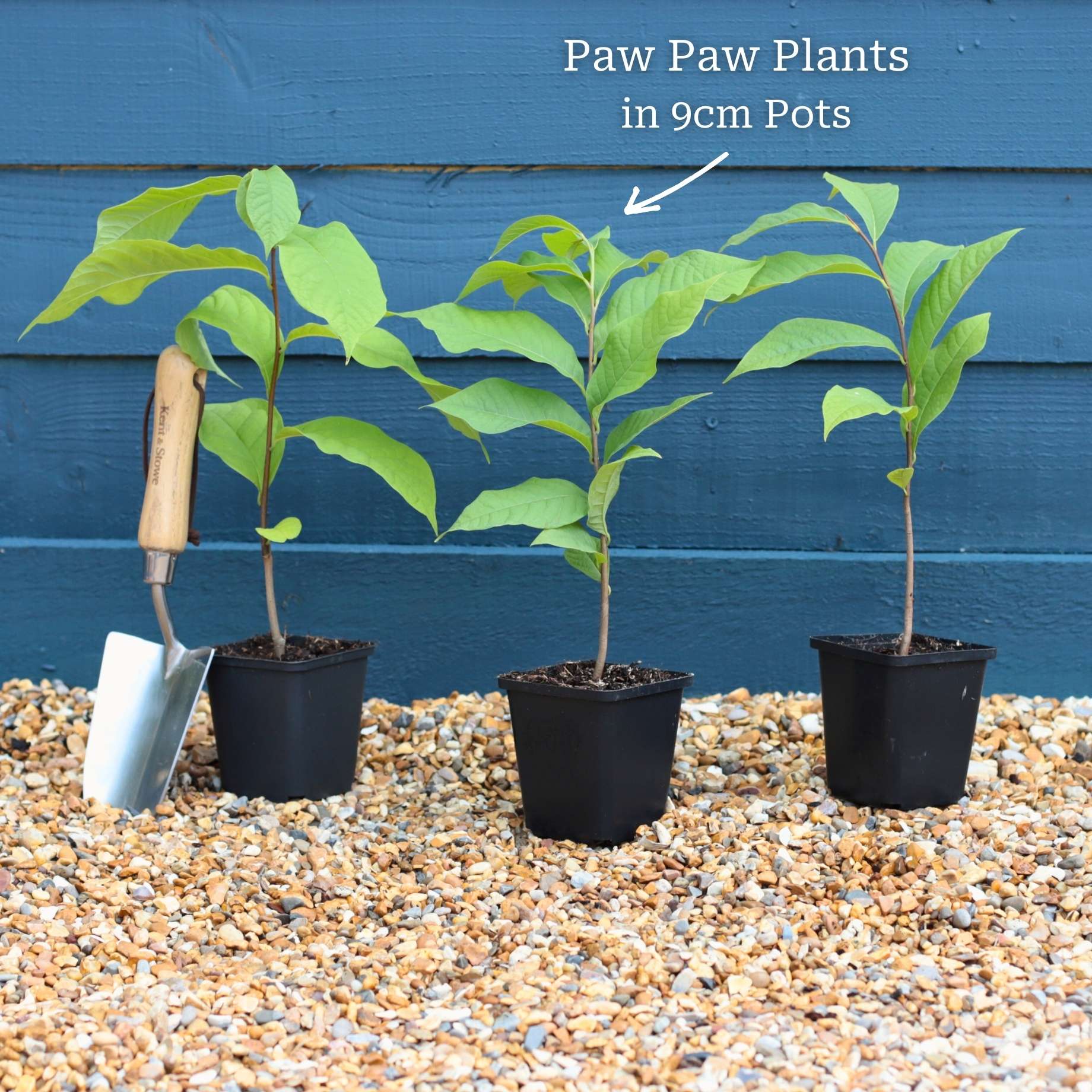 Paw-Paw Plant | Asimina triloba - Image 5