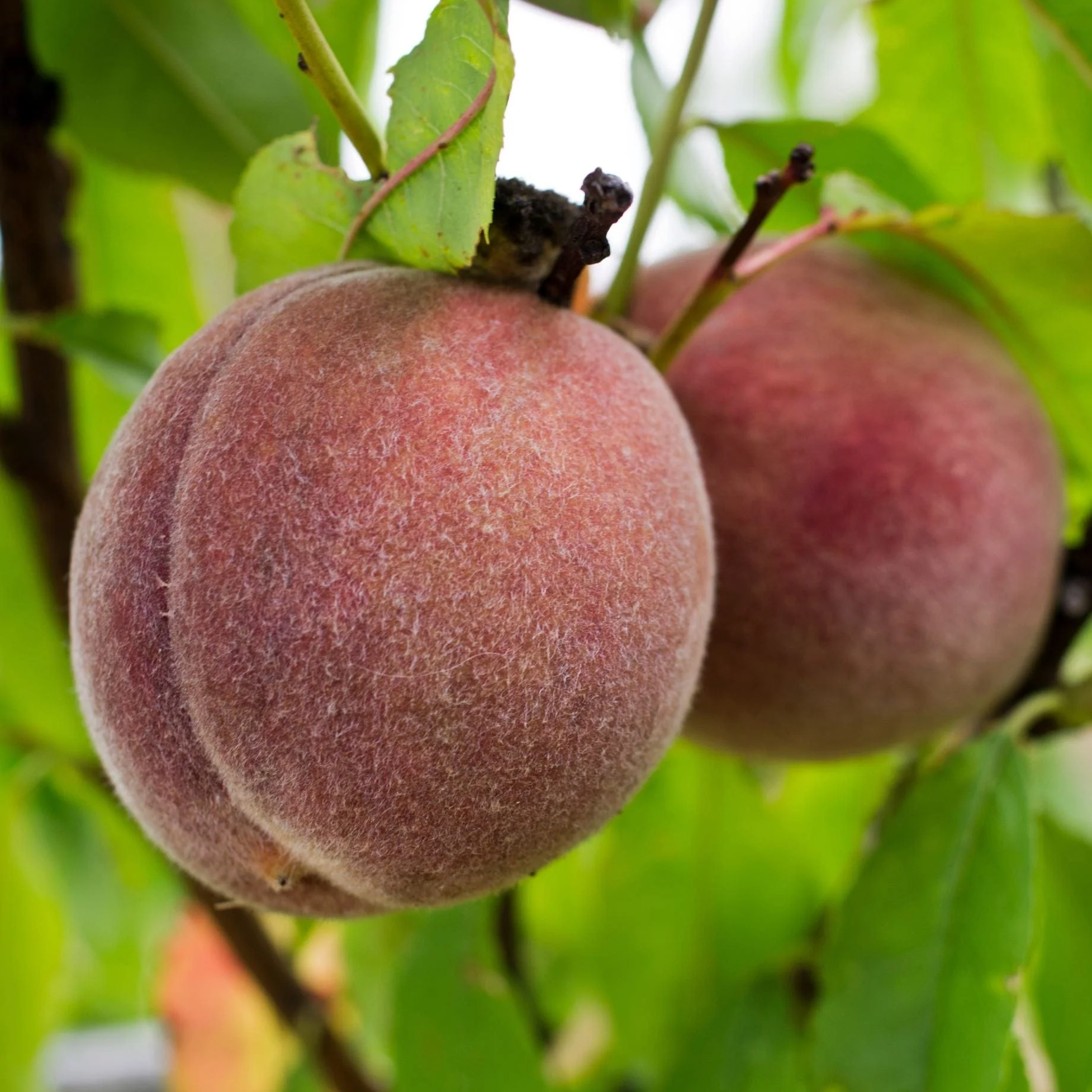 'Peche de Vigne' Bloody Peach Tree - Image 2